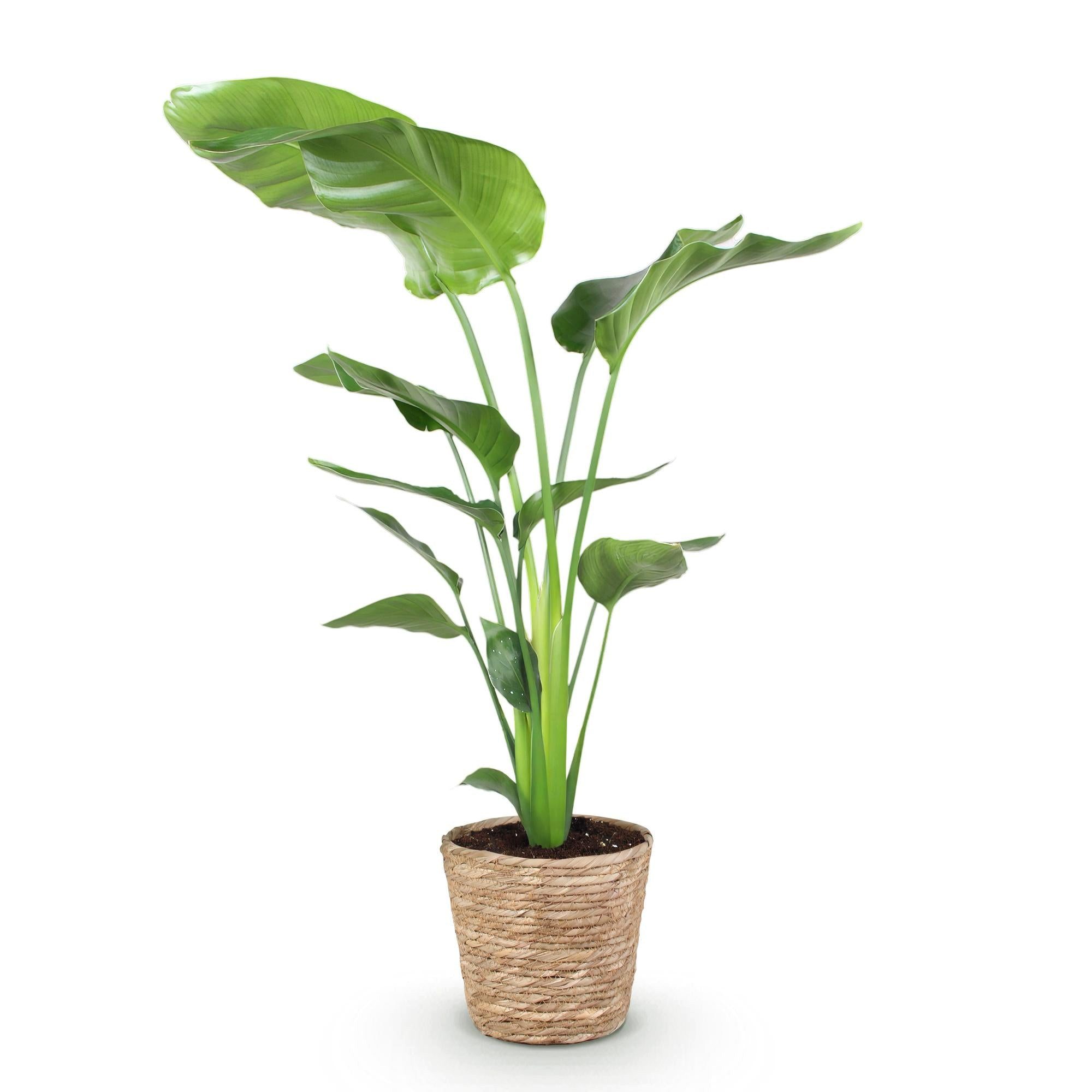 Florora Zimmerpflanze Strelitzia nicolai – Paradiesvogelblume – 120 cm – Bild 2 von 5