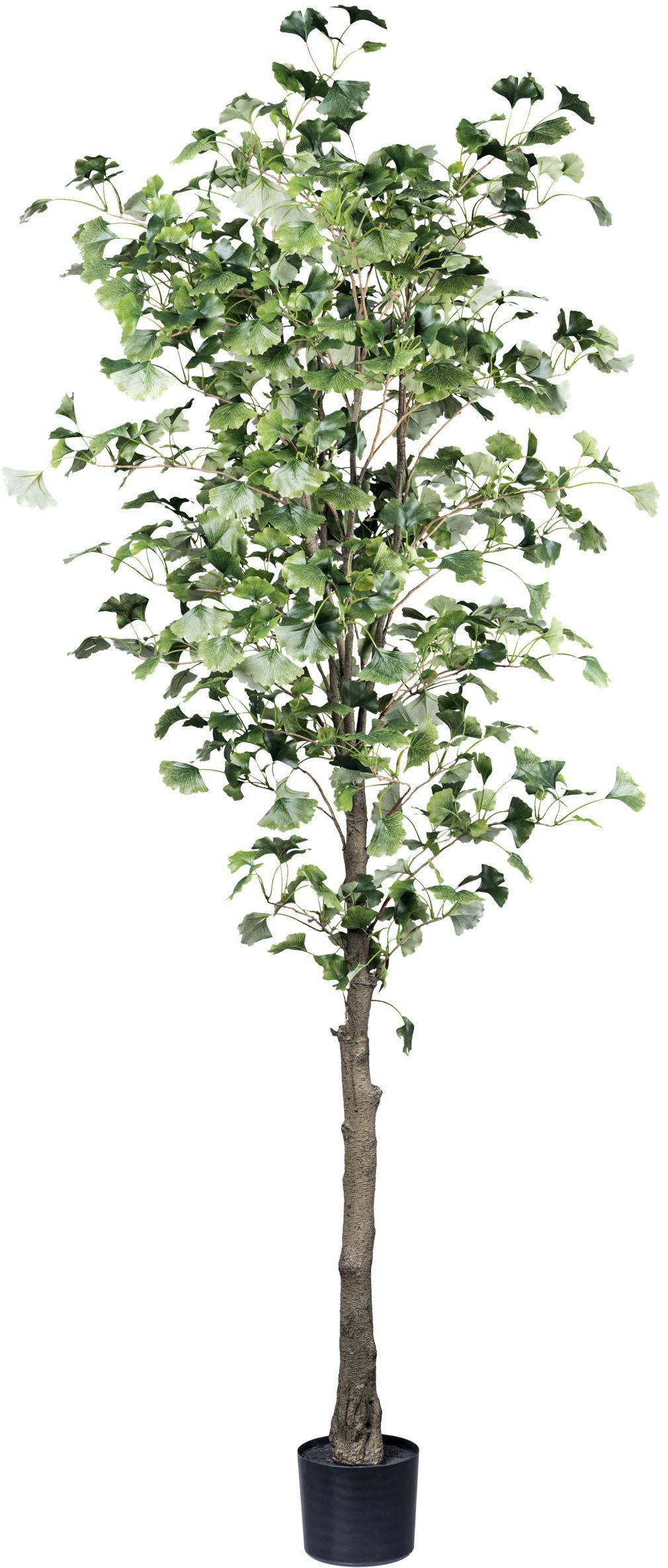Kunstpflanze Gingkobaum Gingkobaum, Creativ green, Höhe günstig online kaufen