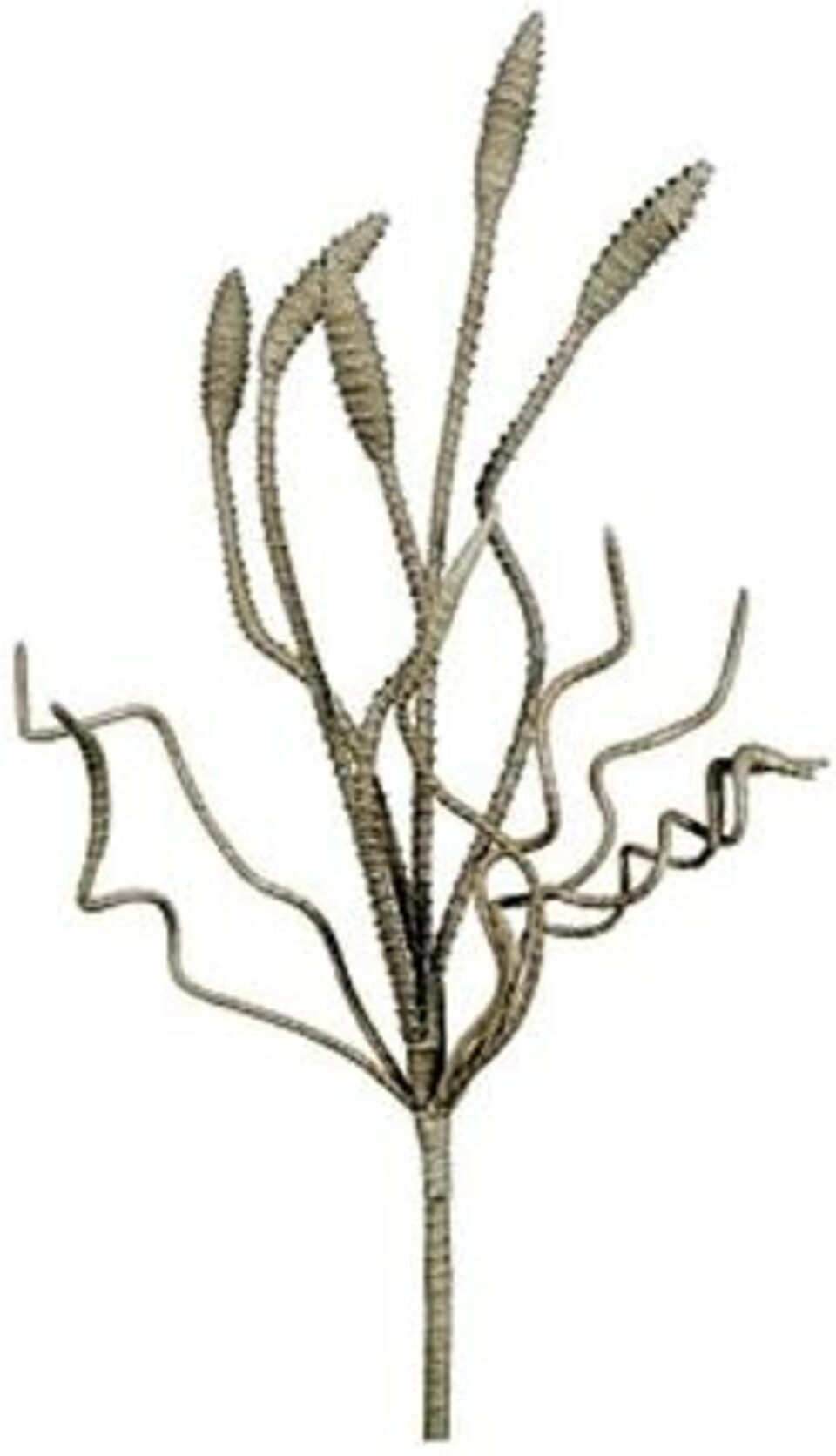 Kunstpflanze Ast mit Vasana grau, XCLOU