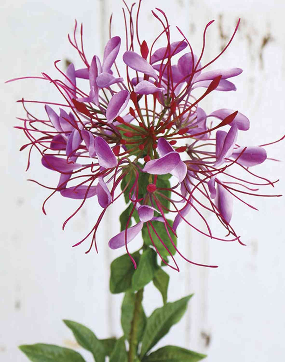 Kunstblume Kunst Spinnenblume Hildegard, violett, 85cm, Ø20cm Spinnenblume, artplants, Höhe 85.0 cm