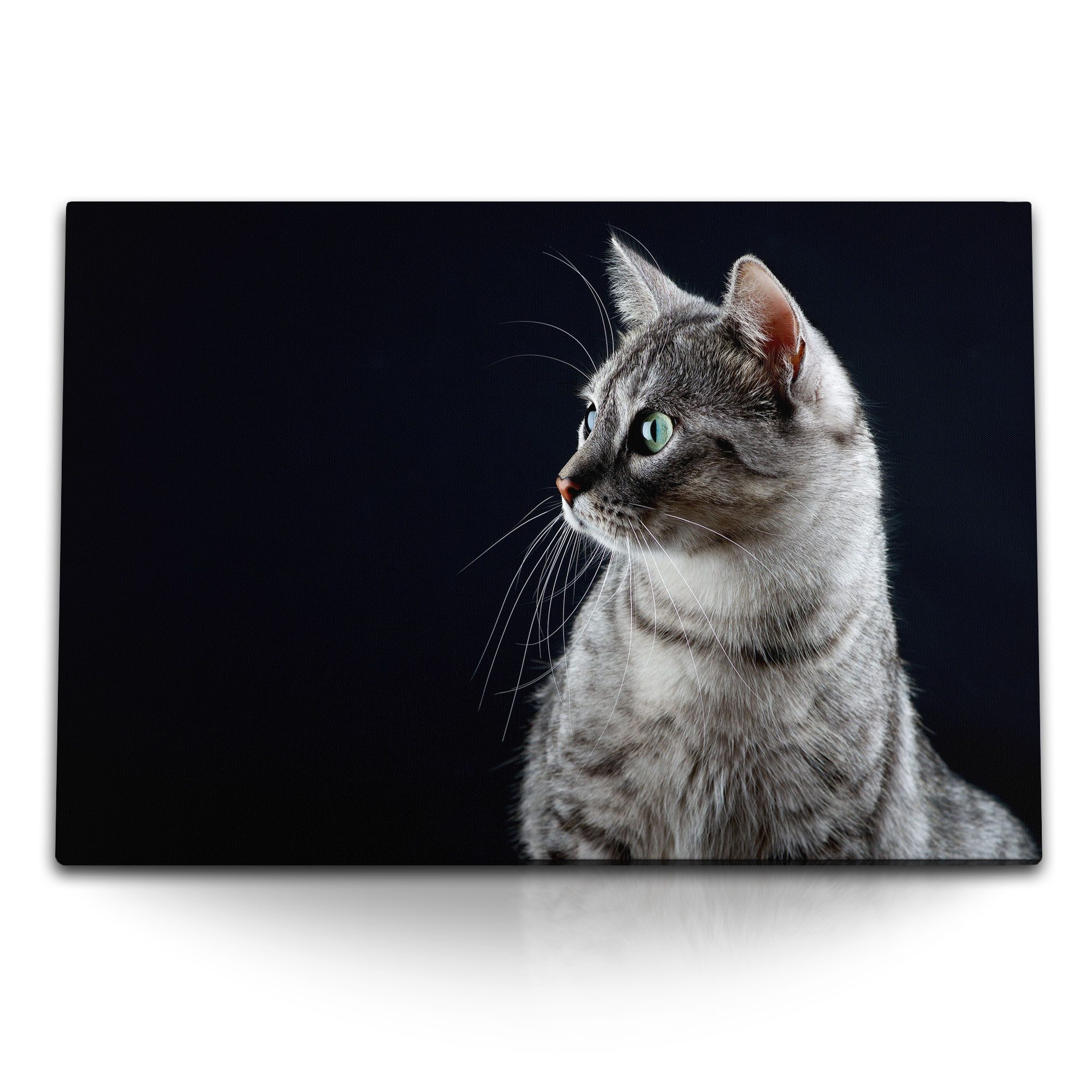 Leinwandbild 120x80cm Wandbild auf Leinwand Katze Hauskatze Kater Tierfotografie sc