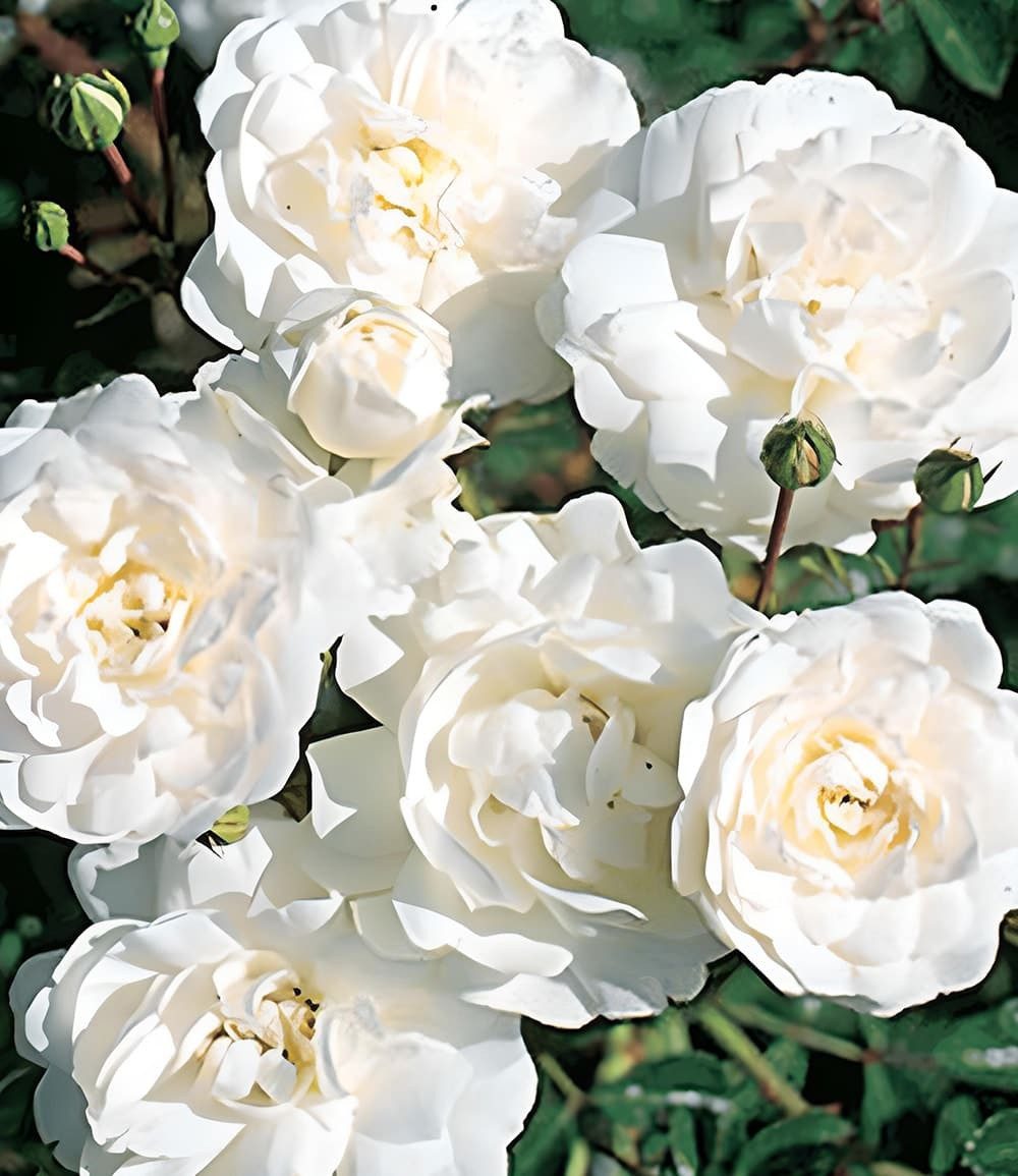 BALDUR Garten Rose Rose 'Sea Foam', 1 St., Bodendecker, winterhart, mehrjährig, reichblühend, pflegeleicht