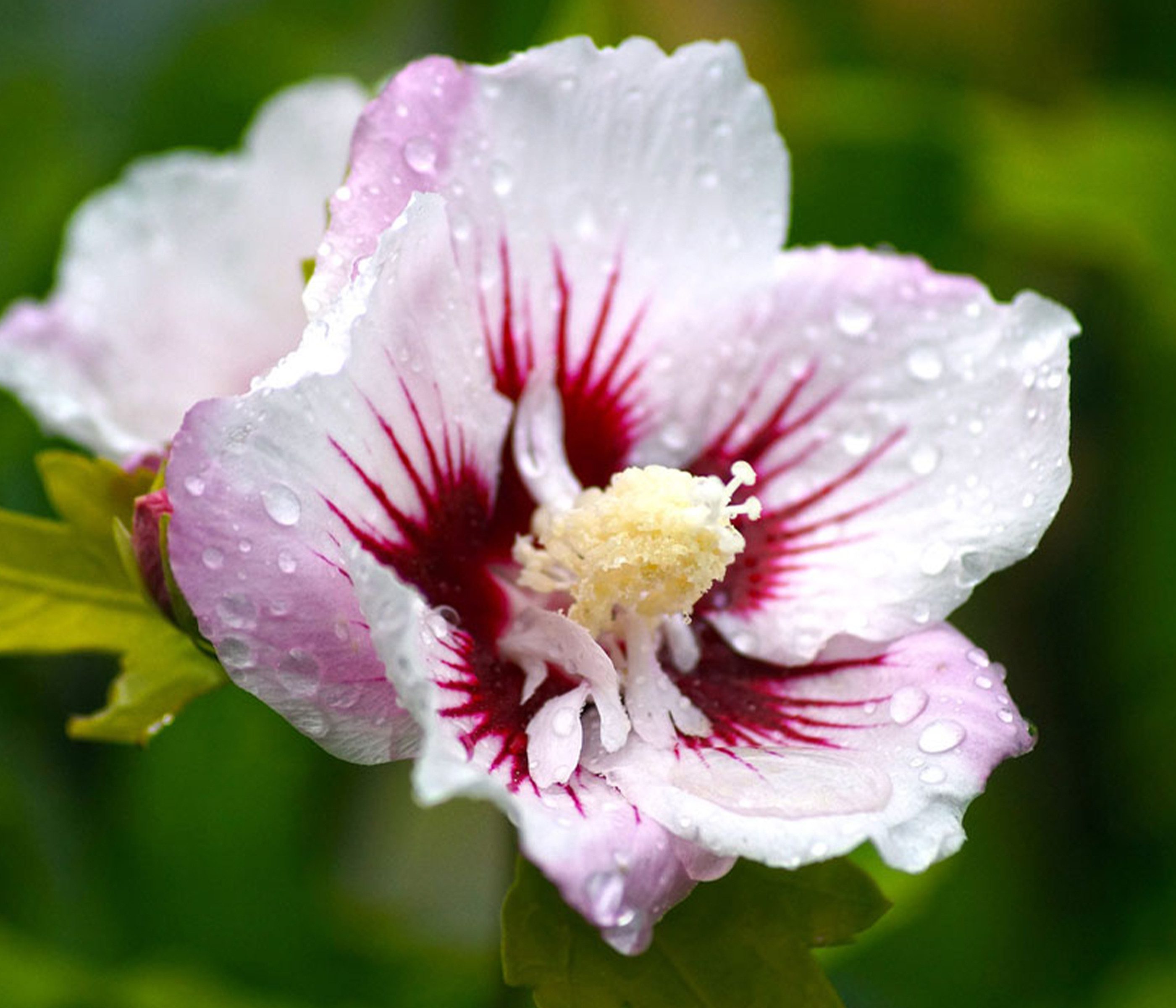 Dehner Zierstrauch Hibiscus China Chiffon, 40 - 50 cm, weiß-rosa, Garten-Eibisch, filigrane Blüten