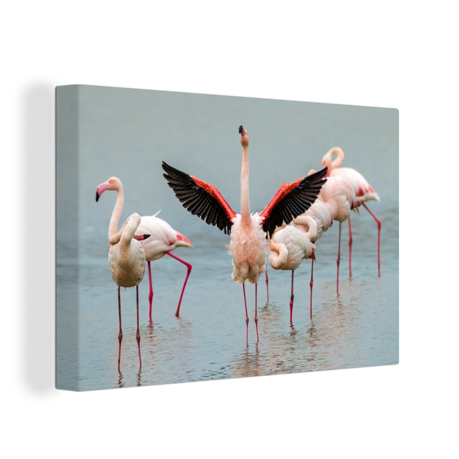 OneMillionCanvasses® Leinwandbild Ein Flamingo, der sich ausstreckt, (1 St), Wandbild Leinwandbilder, Aufhängefertig, Wanddeko, 30x20 cm