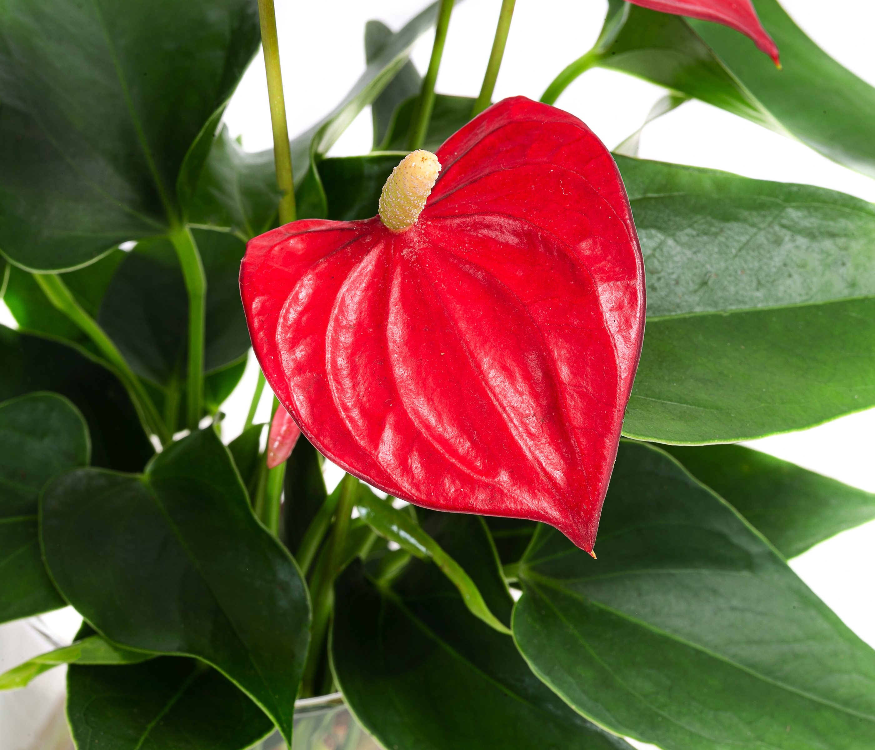 Dehner Zimmerpflanze Waterplant Flamingoblume, Anthurium Red Champion, Ø 9 cm x 25 cm, pflegeleichte Wasserpflanze im Glas – Bild 3 von 3
