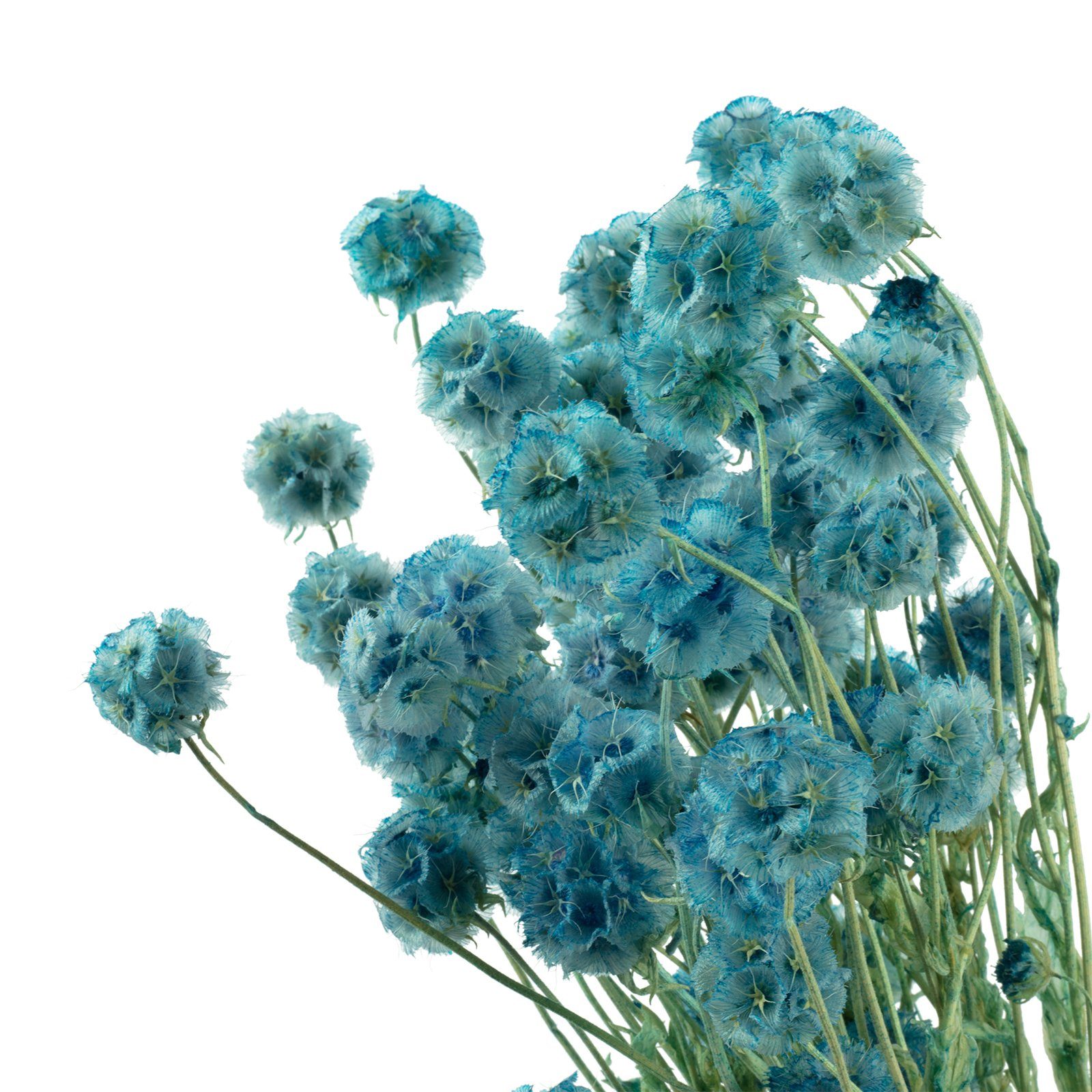 Trockenblume Skabiose Kugel - ca. cm ca. Länge 70 blau, 25 Vosteen m.Stiel - Blüten 