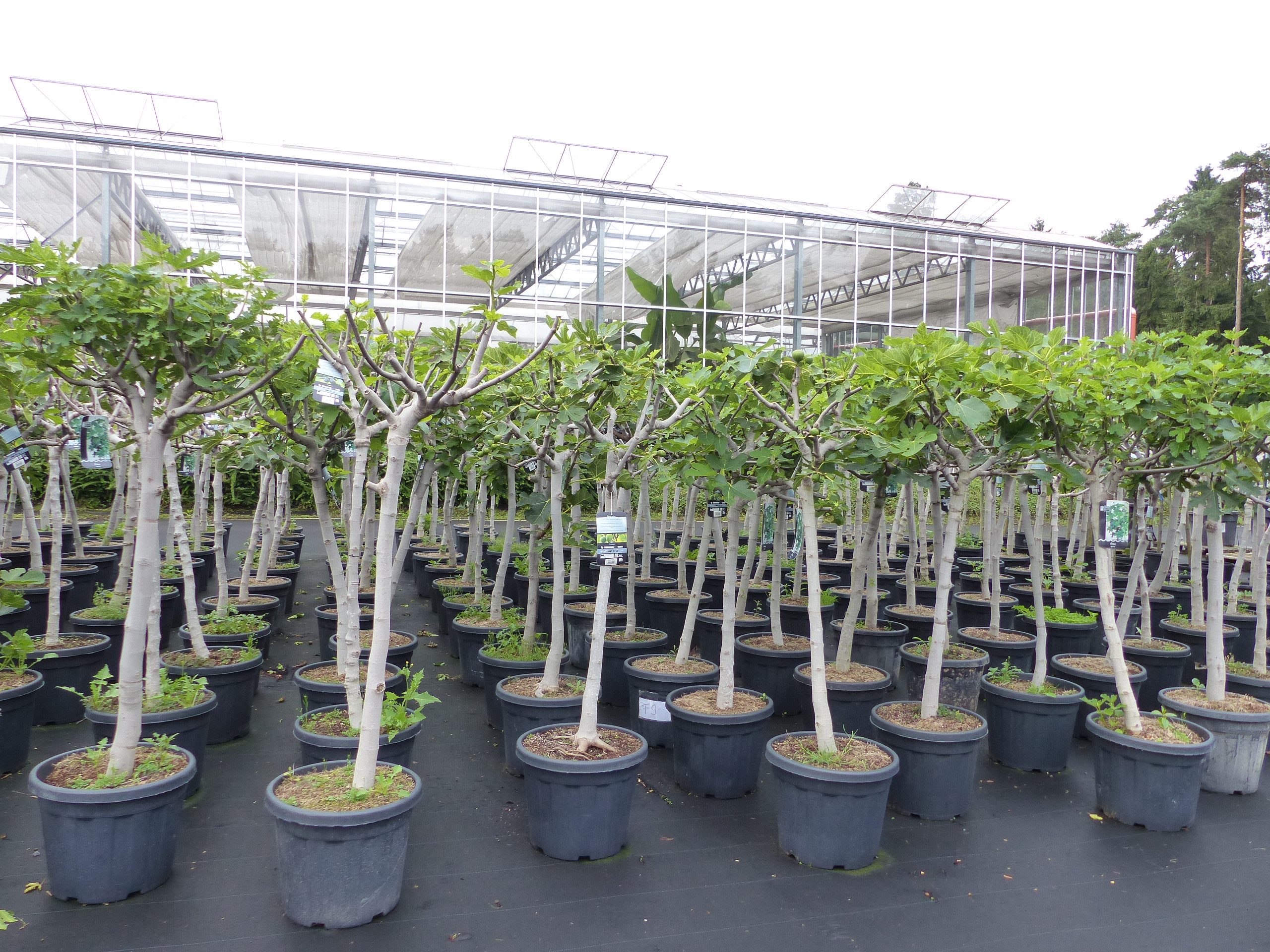 gruenwaren jakubik Feigenbaum Feigenbaum 180 cm Stammumfang 14 - 20 cm, win günstig online kaufen