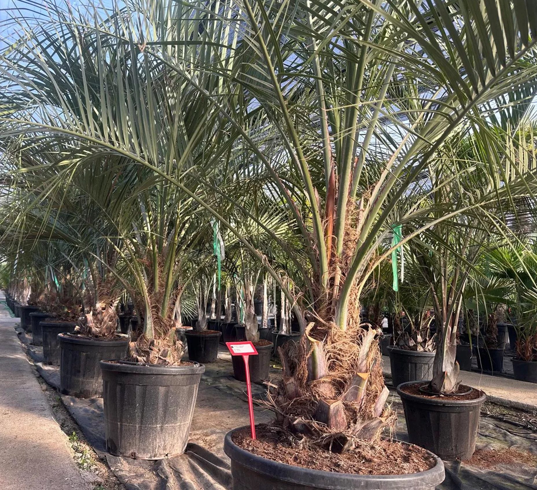 Palms-Store Baum Palme Butia capitata – Geleepalme Gesamthöhe: ca. 300, Winterhart bis –15 °C