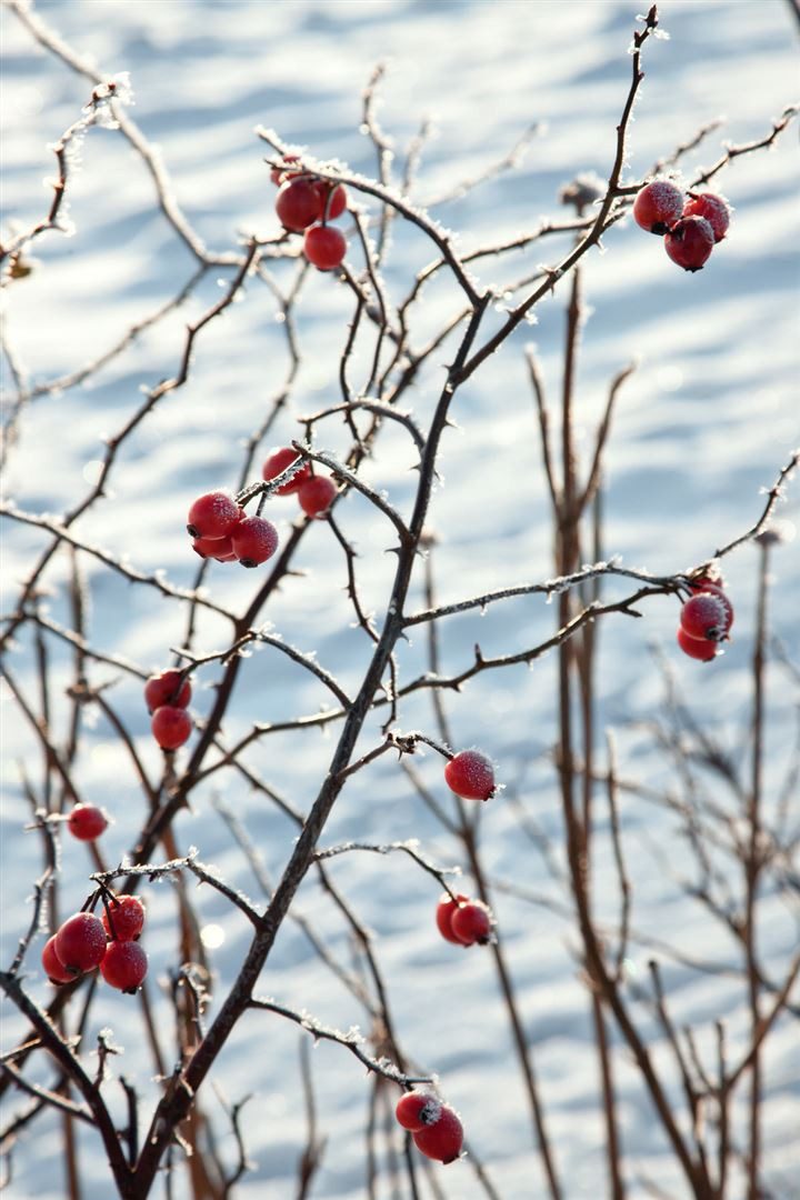 Pflanzen für Dich Rose Rosa canina