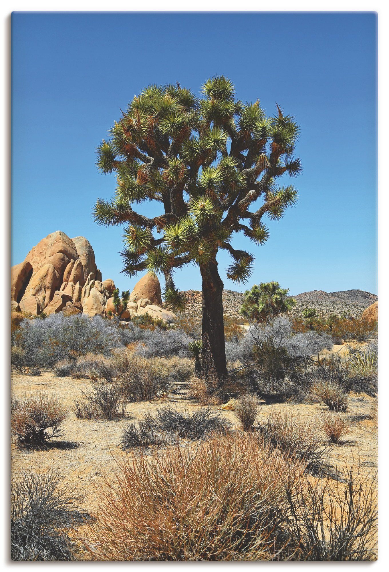 Artland Wandbild Joshua Tree in der Mojave Wüste III, Wüste (1 St), als  Alubild, Leinwandbild, Wandaufkleber oder Poster in versch. Größen