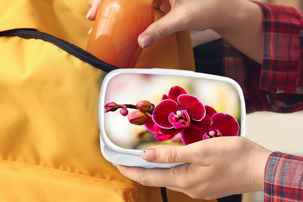 MuchoWow Lunchbox Nahaufnahme für Erwachsene, Kinder weiß unscharfen Jungs und Orchideen vor roten Brotdose, und Mädchen einem von Hintergrund, für Kunststoff, (2-tlg), Brotbox