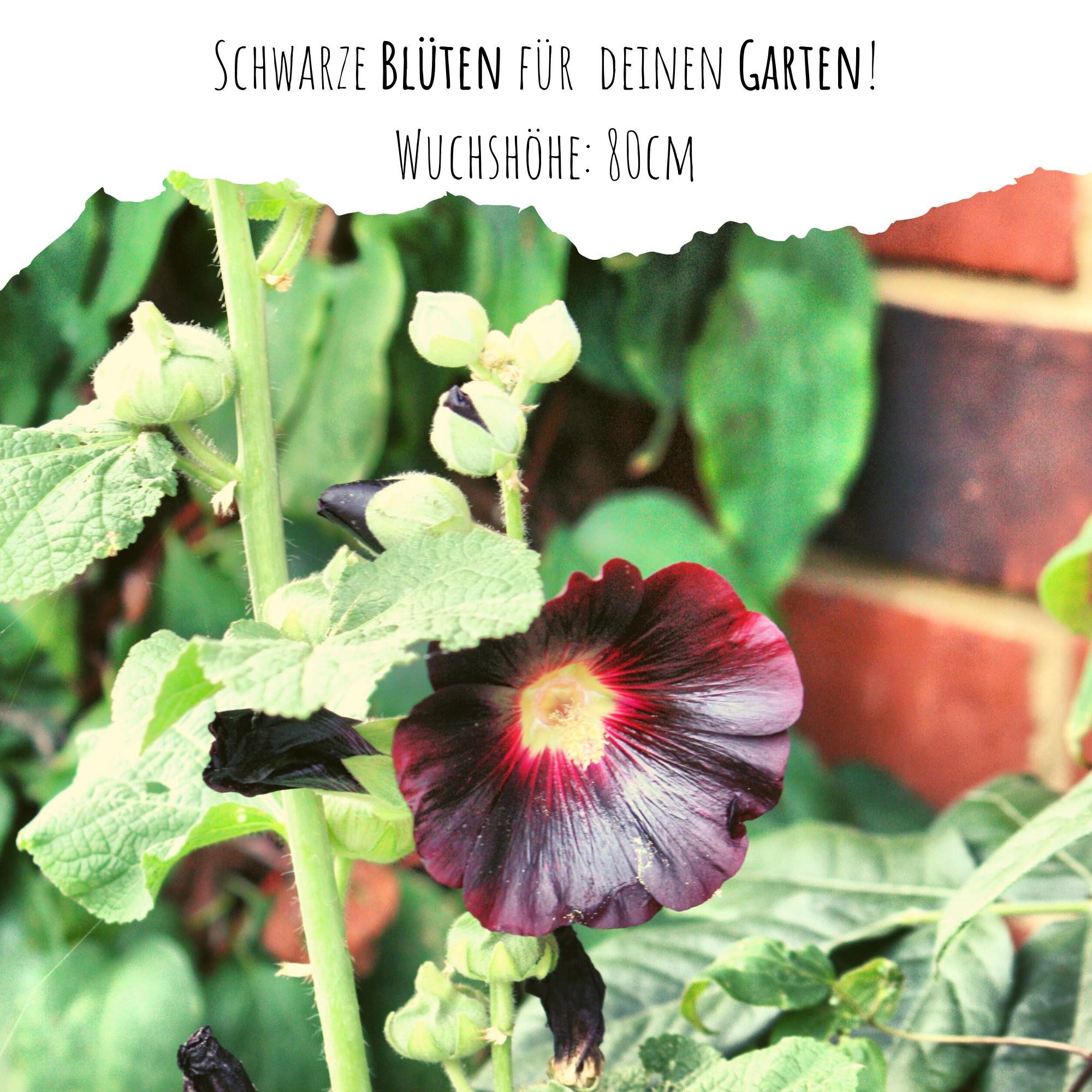 HappySeed Blumensamen Stockrosen Samen - Alcea Rosea (Schwarz), Rosen