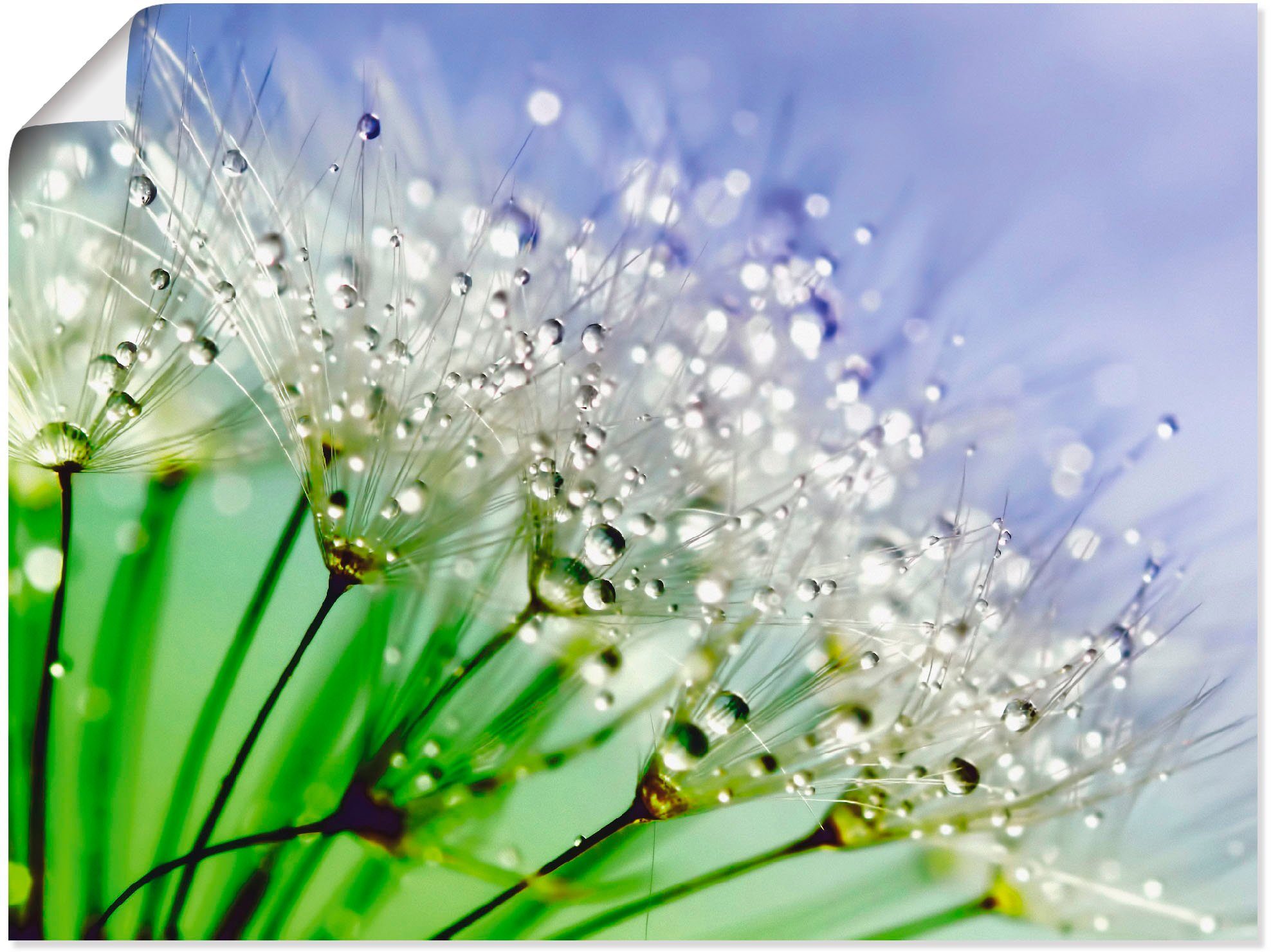 Artland Wandbild Glitzernde Pusteblume III, Blumen (1 St), als Leinwandbild, Poster in verschied. Größen