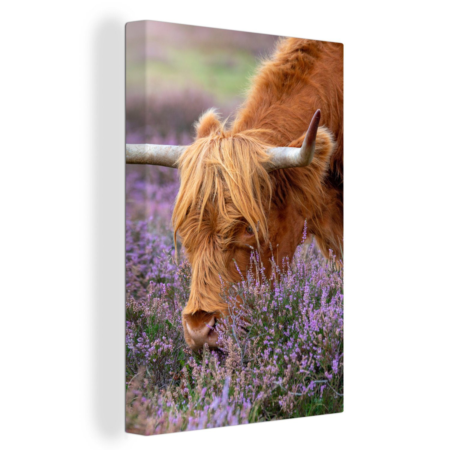 OneMillionCanvasses® Leinwandbild Schottischer Highlander - Tiere - Heide, Fotodruck (1 St), Wandbilder, Deko Schlafzimmer Wohnzimmer 60x90 cm