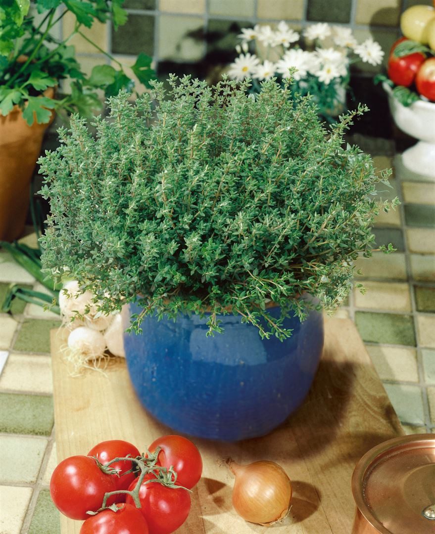 Pflanzen für Dich Staude Thymus vulg. Compactus, 1 St., Thymian, Gartenthymian