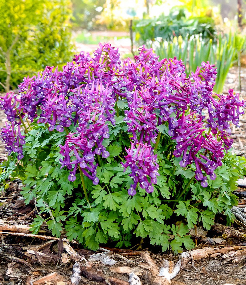 BALDUR Garten Staude Corydalis 'Purple Bird', 6 St., Lerchensporn,winterhart, schattenliebend, frühblühend, verwildernd