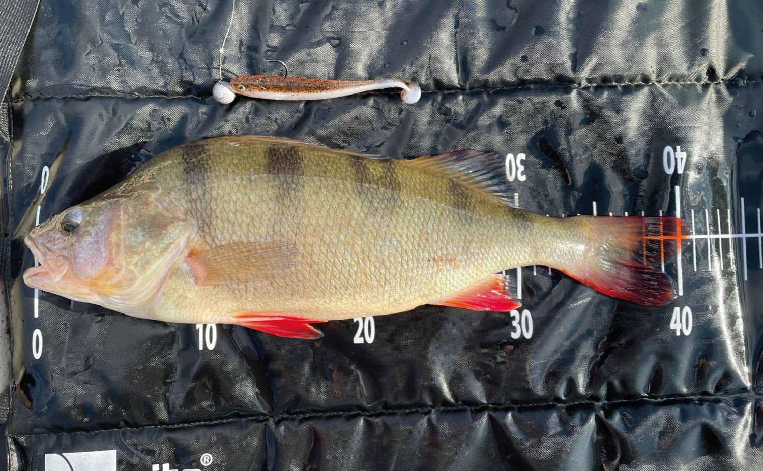 Zite Kunstköder Gummifisch Zander Set Inzite Shad 12 cm Softbait Angelköder Black Vibe