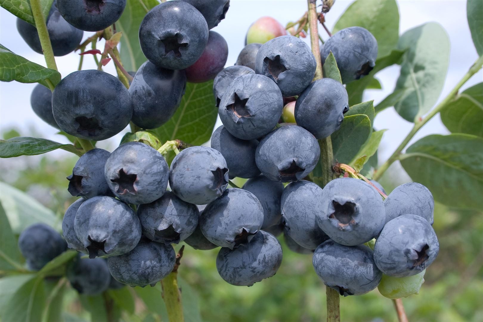 Pflanzen für Dich Obstpflanze Vaccinium corymbosum Toro, 1 St., Amerikanische Heidelbeere, Kulturheidelbeere, Blaubeere, großfrüchtig, ertragreich