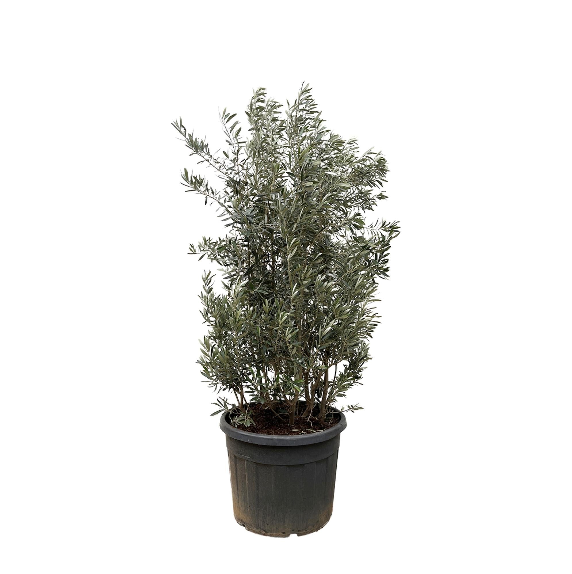 Florora Olivenbaum Olea Europaea – Olivenstrauch – 250 cm