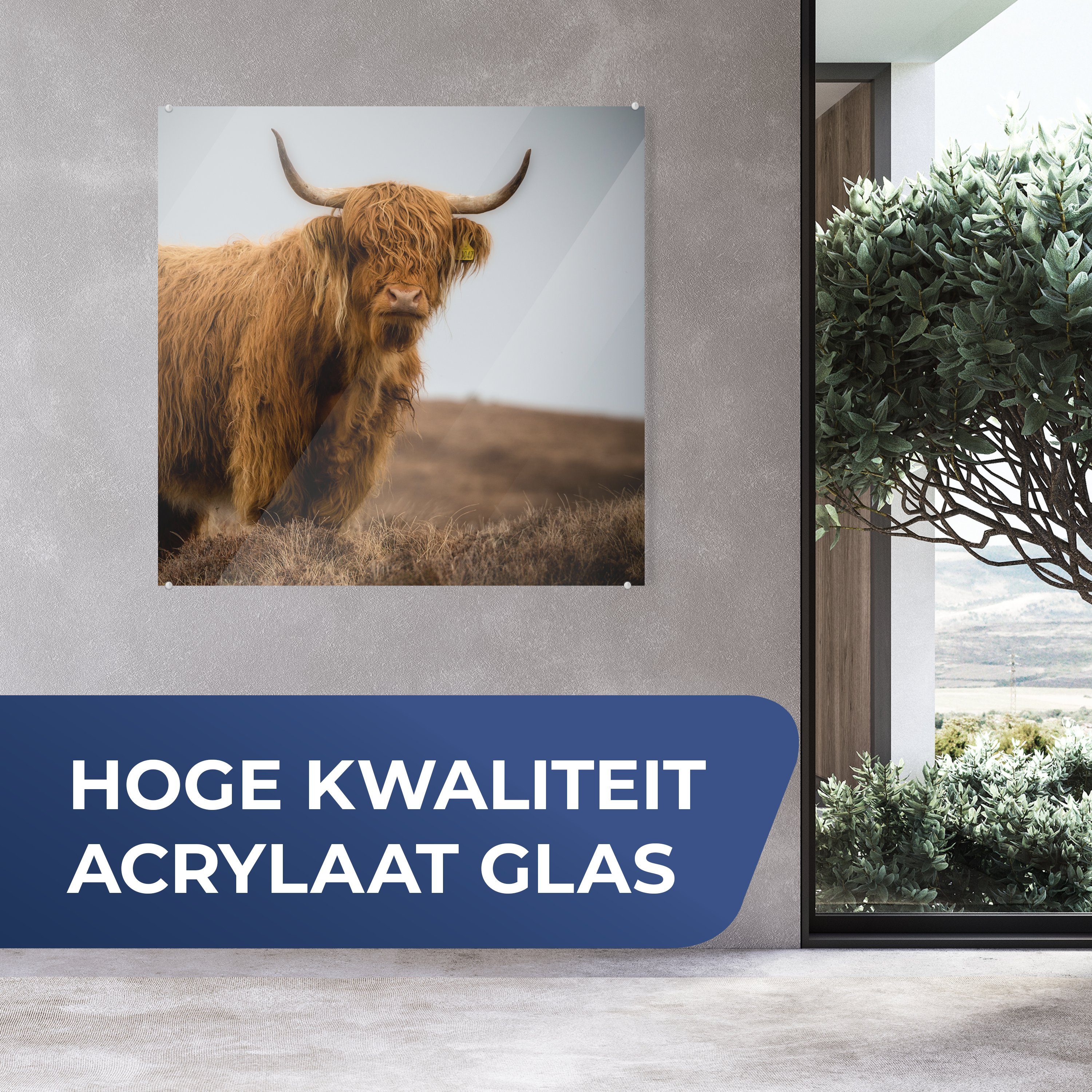 Düne St), Schottischer Glas Küche - & Acrylglasbild MuchoWow auf Highlander - (1 Wohnzimmer Gras, Dekorative für Bild