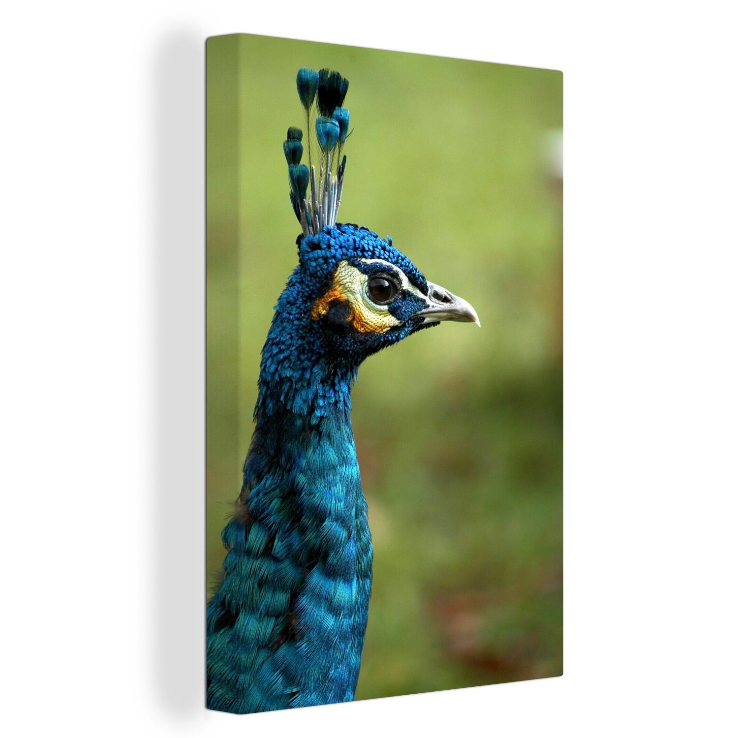 - Gemälde, Pfau OneMillionCanvasses® Leinwandbild (1 inkl. Porträt cm St), Leinwandbild fertig Zackenaufhänger, 20x30 Blau, - bespannt