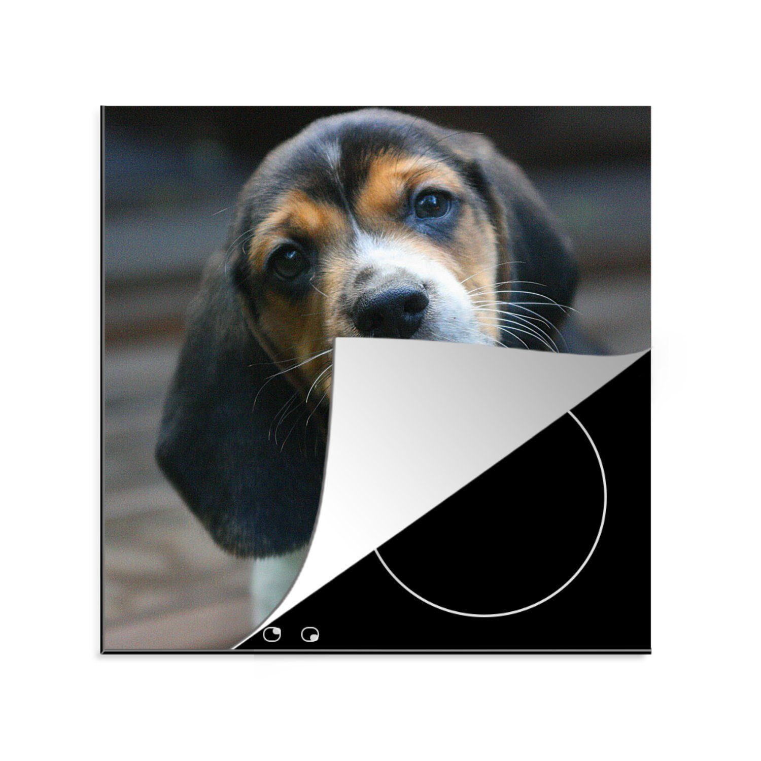 MuchoWow Herdblende-/Abdeckplatte Welpe (1 Schwarz, - küche Braun Arbeitsplatte - 78x78 Ceranfeldabdeckung, - tlg), cm, für Vinyl, Beagle