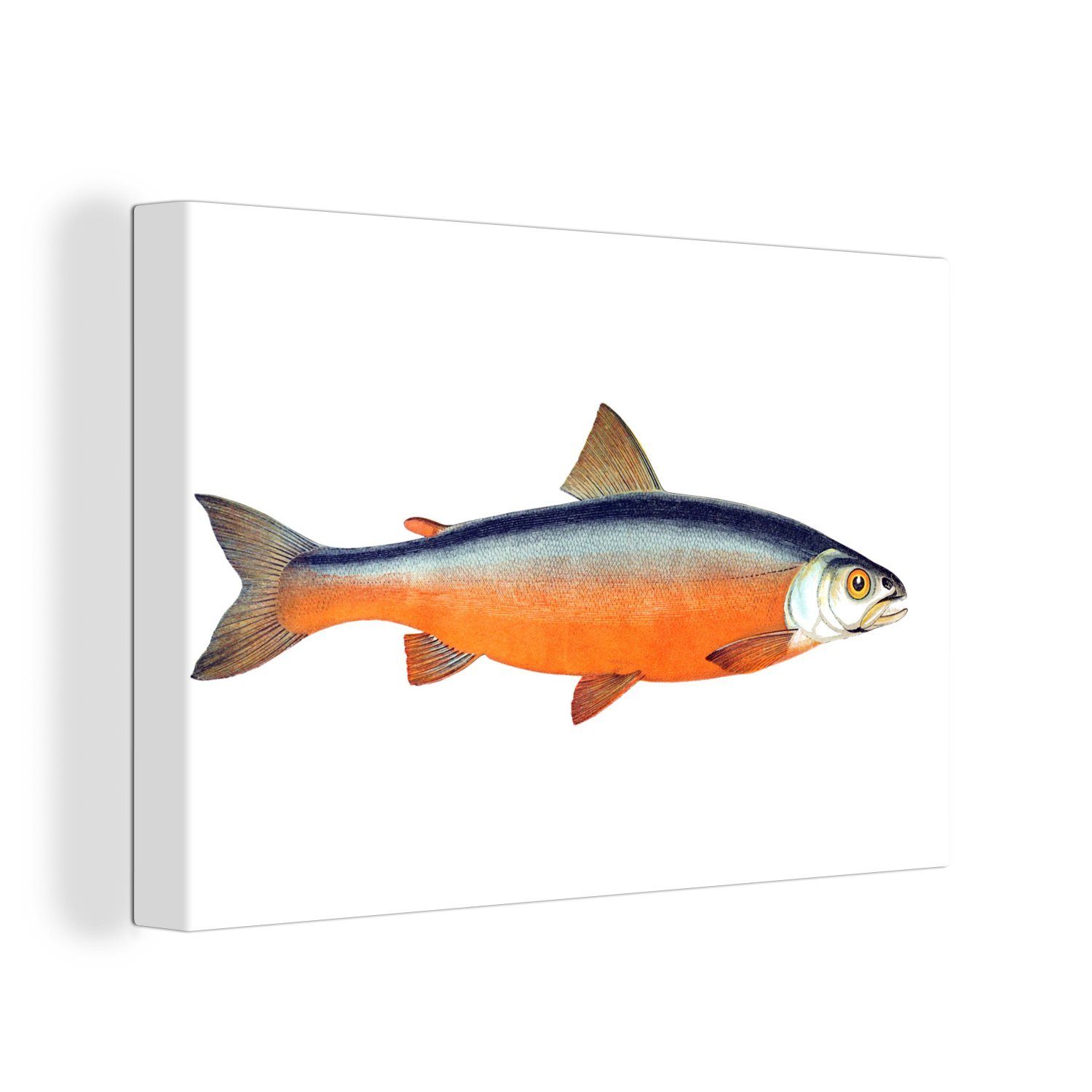 cm Fisch Leinwandbilder, Aufhängefertig, (1 Wandbild 30x20 - Orange, Leinwandbild OneMillionCanvasses® Lachs - St), Wanddeko,