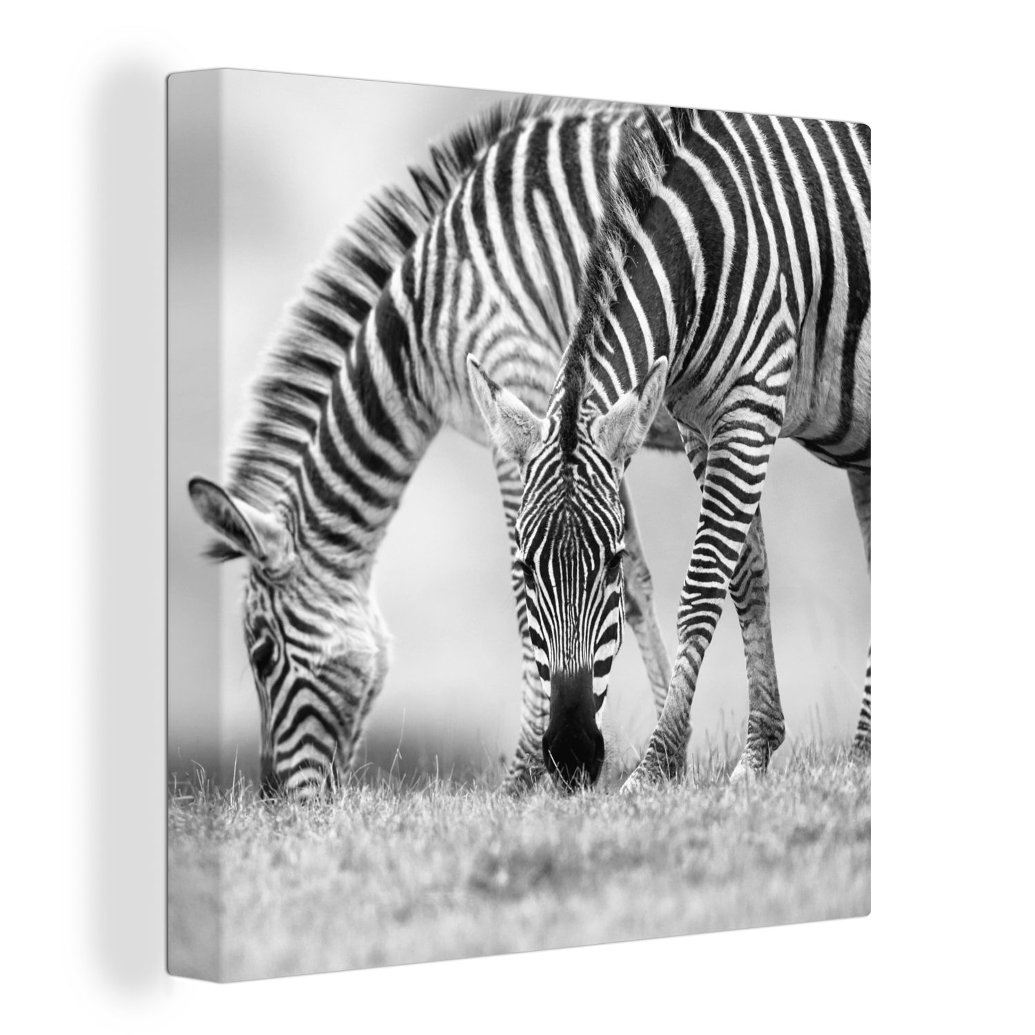 OneMillionCanvasses® Leinwandbild Weidende Zebras, (1 St), Leinwand Bilder für Wohnzimmer Schlafzimmer