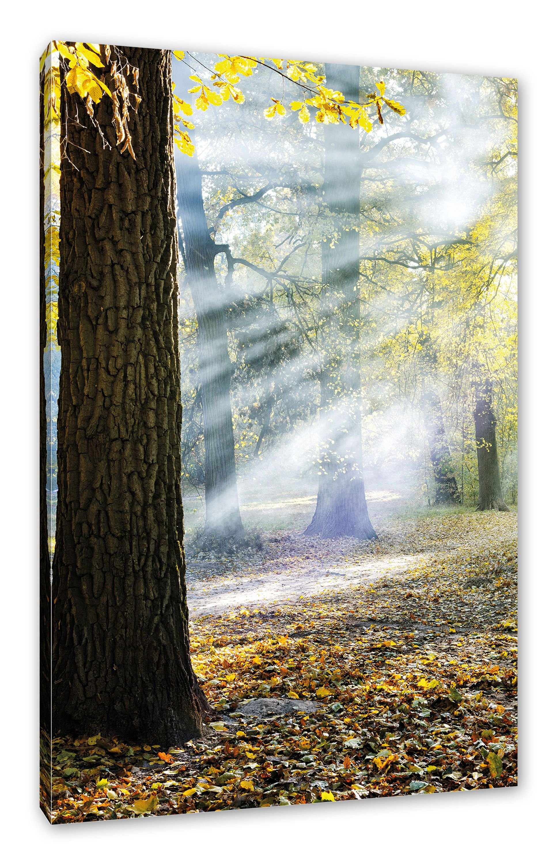 Pixxprint Leinwandbild Sonnenstrahlen im Wald, Sonnenstrahlen im Wald (1 St), Leinwandbild fertig bespannt, inkl. Zackenaufhänger