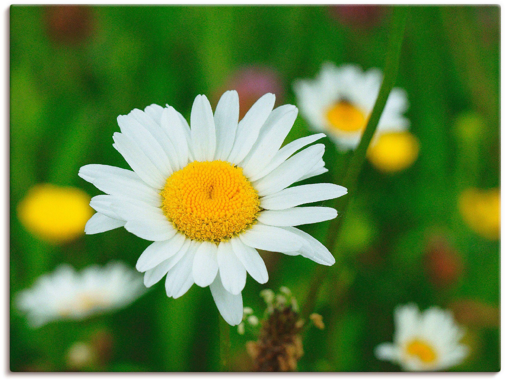 Artland Wandbild Eine Margerite auf der Blumenwiese, Blumen (1 St), als Leinwandbild, Wandaufkleber oder Poster in versch. Größen