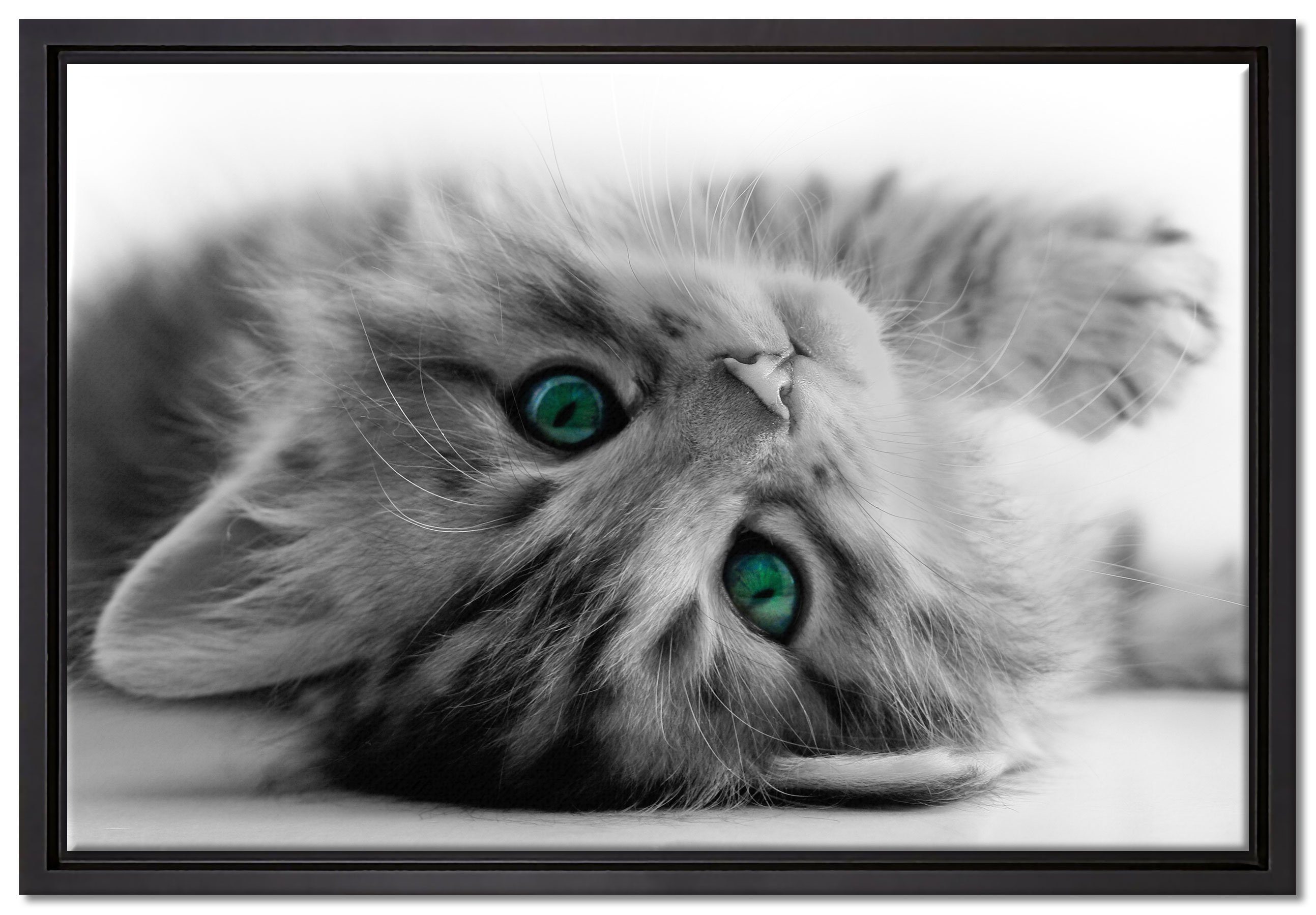 Pixxprint Leinwandbild Süßes Katzenbaby, Wanddekoration (1 St), Leinwandbild fertig bespannt, in einem Schattenfugen-Bilderrahmen gefasst, inkl. Zackenaufhänger