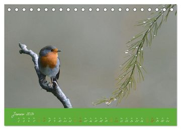 CALVENDO Wandkalender Das Rotkehlchen singt uns ein Lied (Tischkalender 2024 DIN A5 quer)