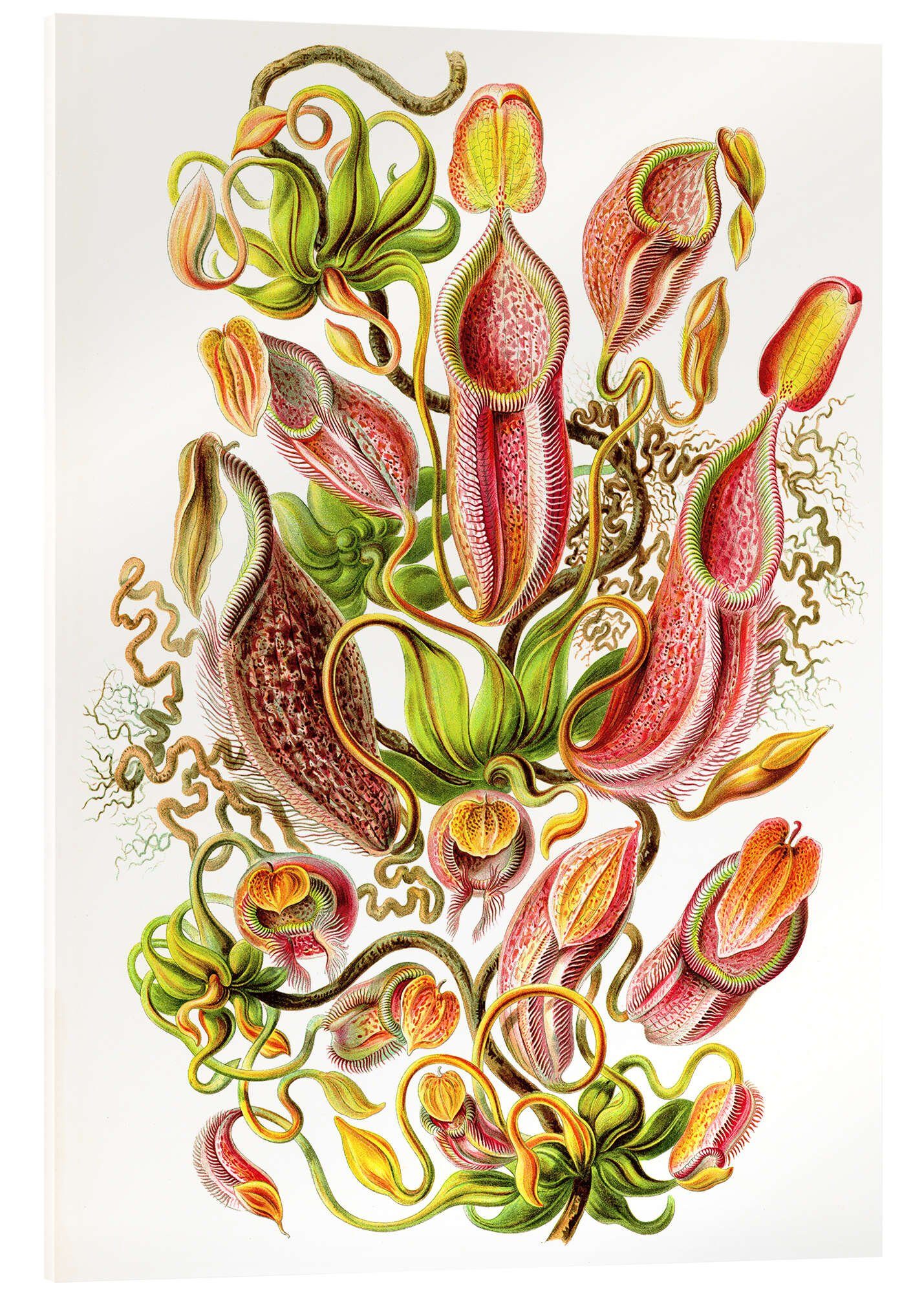Posterlounge Acrylglasbild Ernst Haeckel, Kannenpflanzen, Nepenthaceae (Kunstformen der Natur, 1899), Grafikdesign