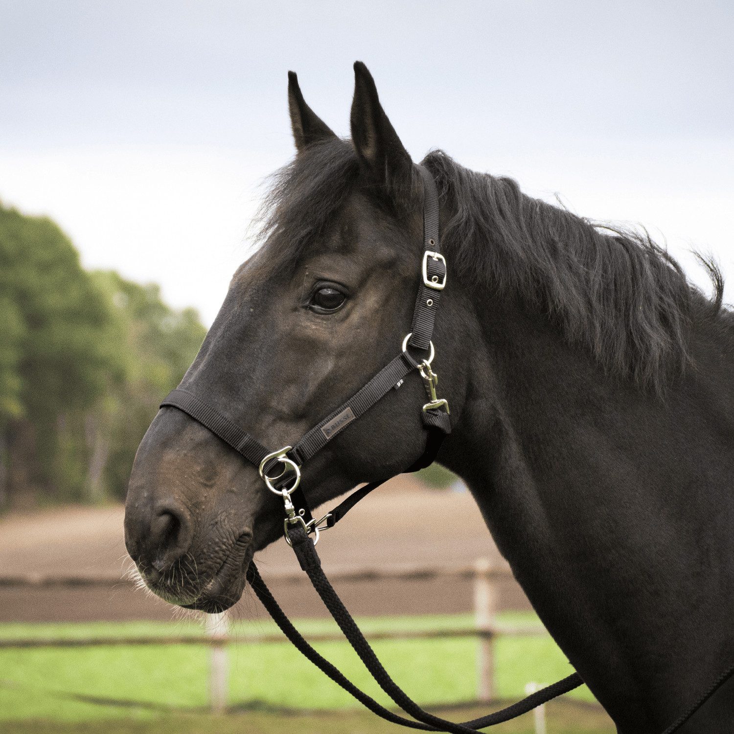 BUSSE Halfter Halfter Riding