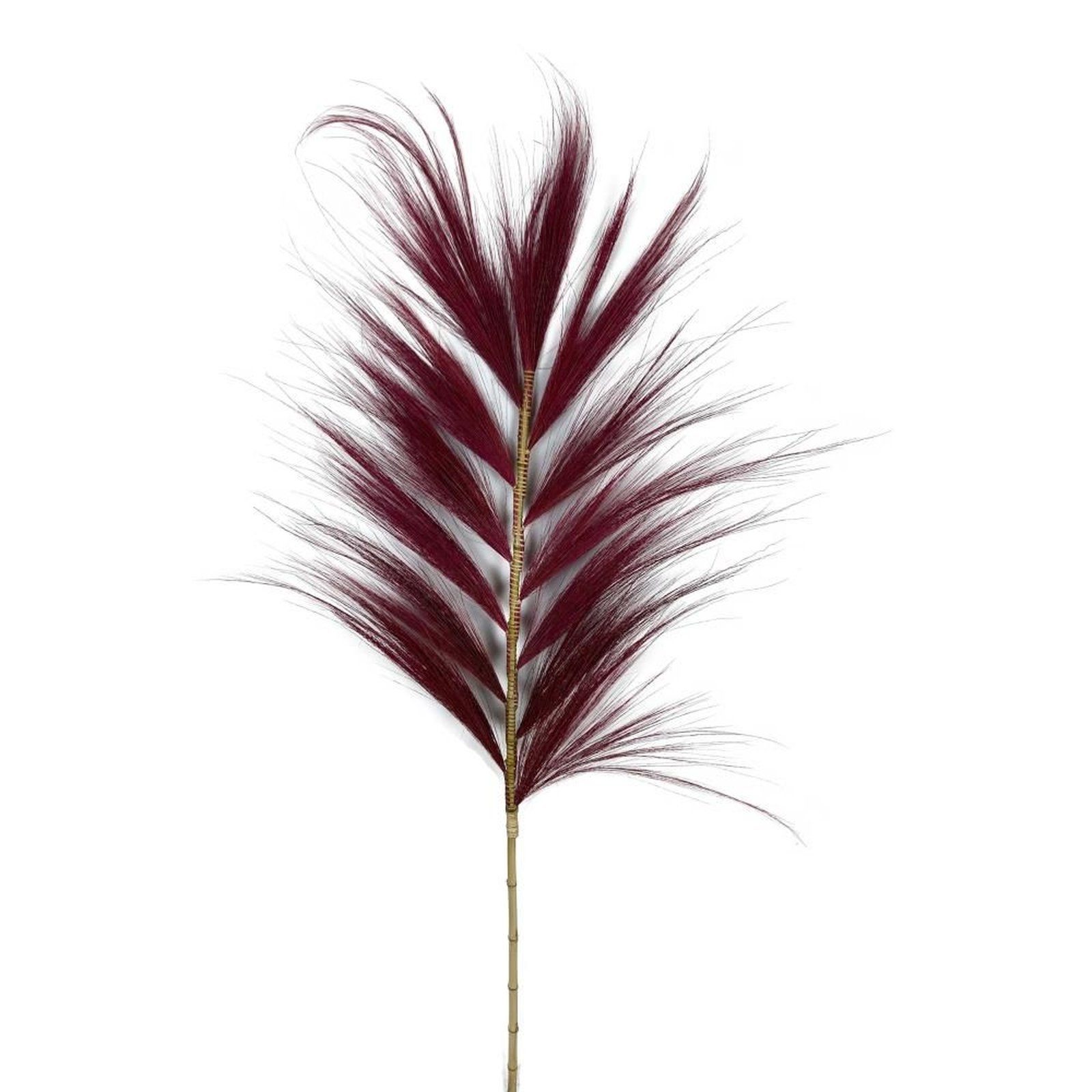 Trockenblume Federgras dunkelrot - Plume Grass - Dichelachne crinita - 38x1x118 cm, DIJK