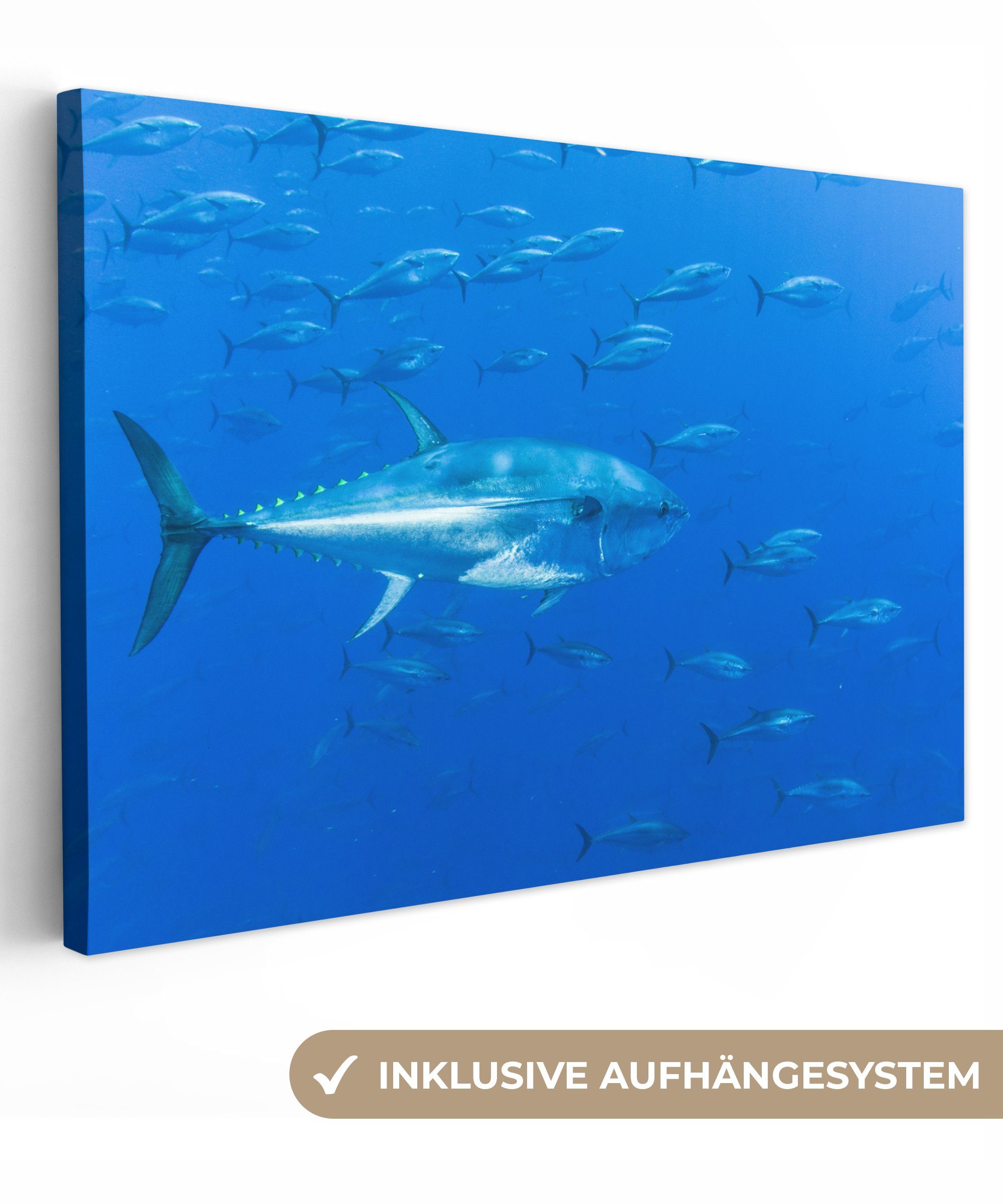 OneMillionCanvasses® Leinwandbild Thunfische parallel zueinander im Meer, (1 St), Wandbild Leinwandbilder, Aufhängefertig, Wanddeko, 30x20 cm