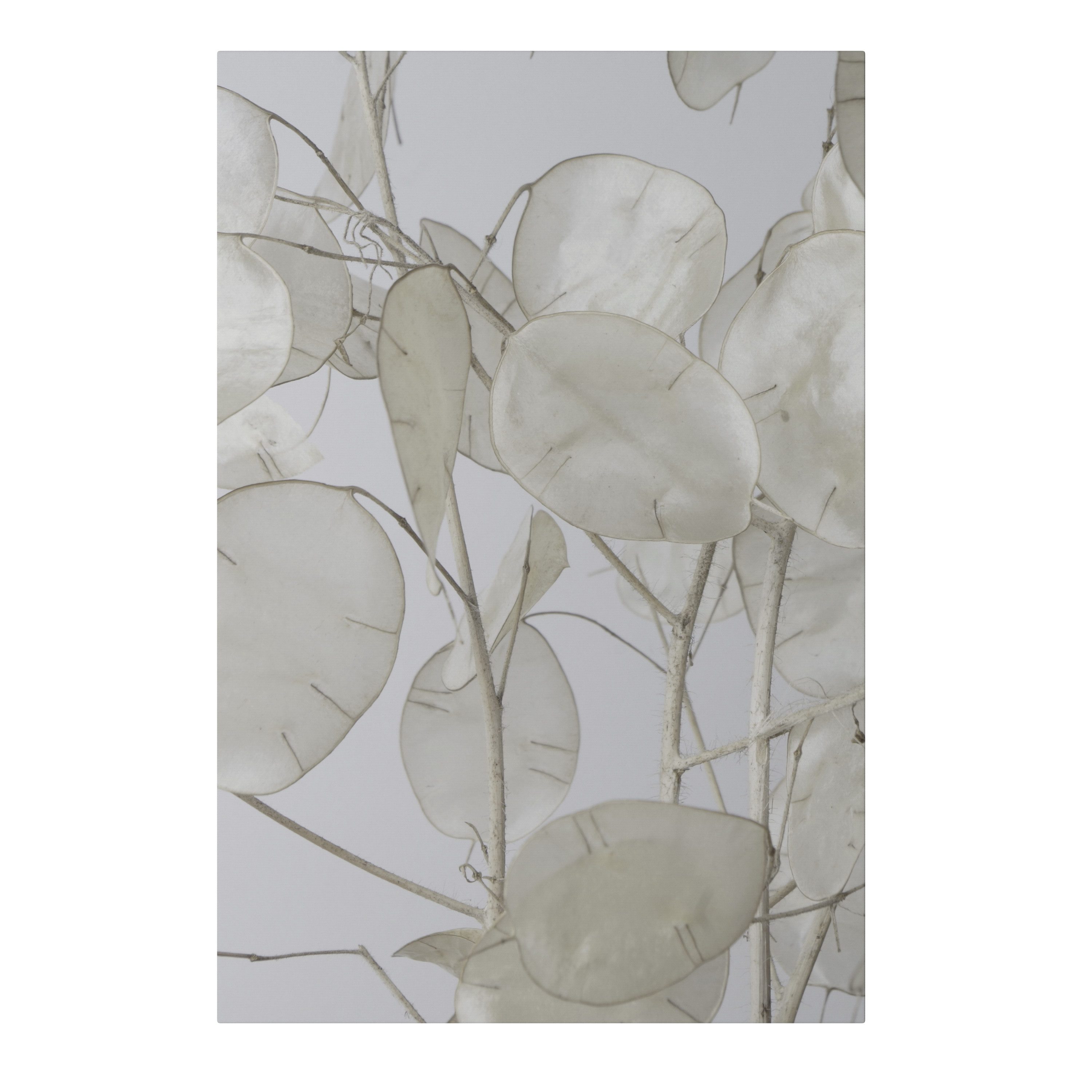 SPACEREBELS Leinwandbild SILKY FOLIAGE WHISPERS, Blumen & Pflanzen (1 St), 3 cm Keilrahmen, Baumwollleinwand