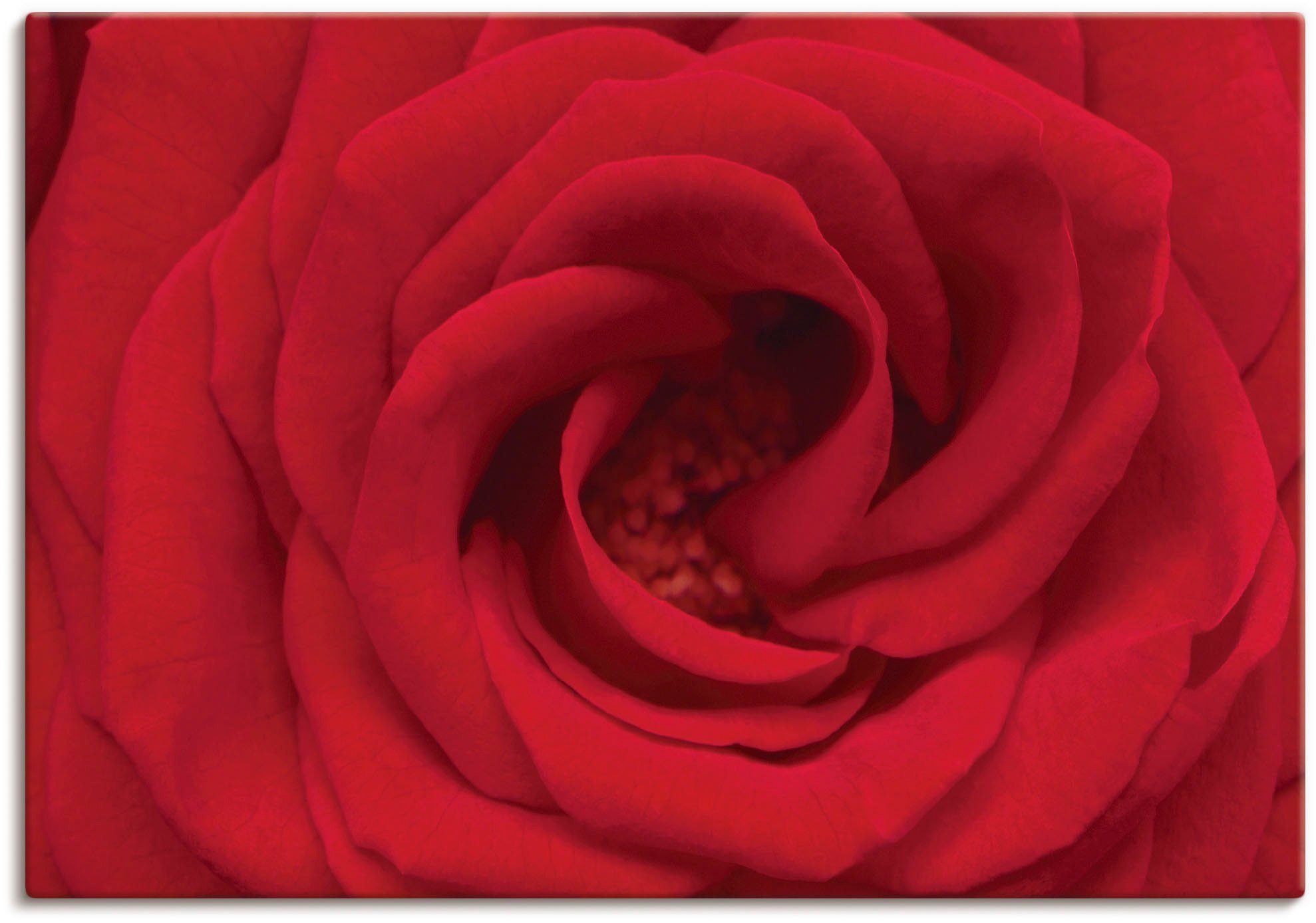 Artland Wandbild Rote Rose, Blumen (1 St), als Alubild, Leinwandbild, Wandaufkleber oder Poster in versch. Größen