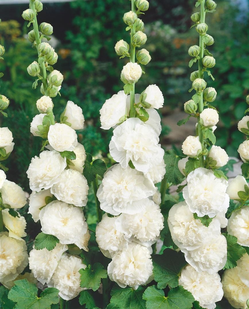 Pflanzen für Dich Staude Alcea rosea Pleniflora Chaters, 1 St., Stockrose, Stockmalve