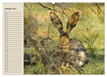 CALVENDO Wandkalender Kaninchen und Hasen (Premium, hochwertiger DIN A2 Wandkalender 2023, Kunstdruck in Hochglanz)