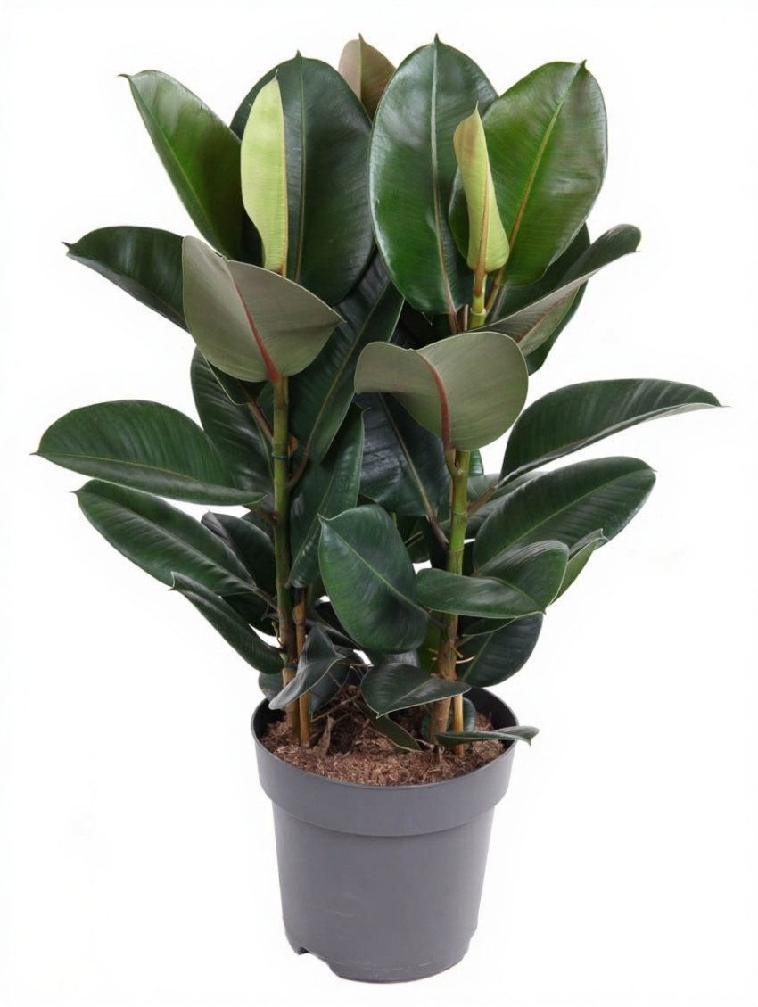 Pflanzen für Dich Zimmerpflanze Ficus Robusta, 1 St., große Blätter, luftreinigend