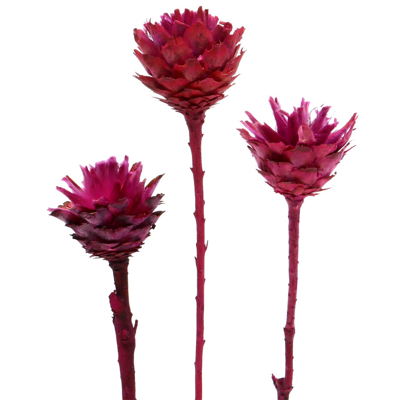 Trockenblume Plumosum 1 Erika 25 St – Exotische Trockenblumen, Deko, 25 Stück, Florists Products, Höhe 30 cm