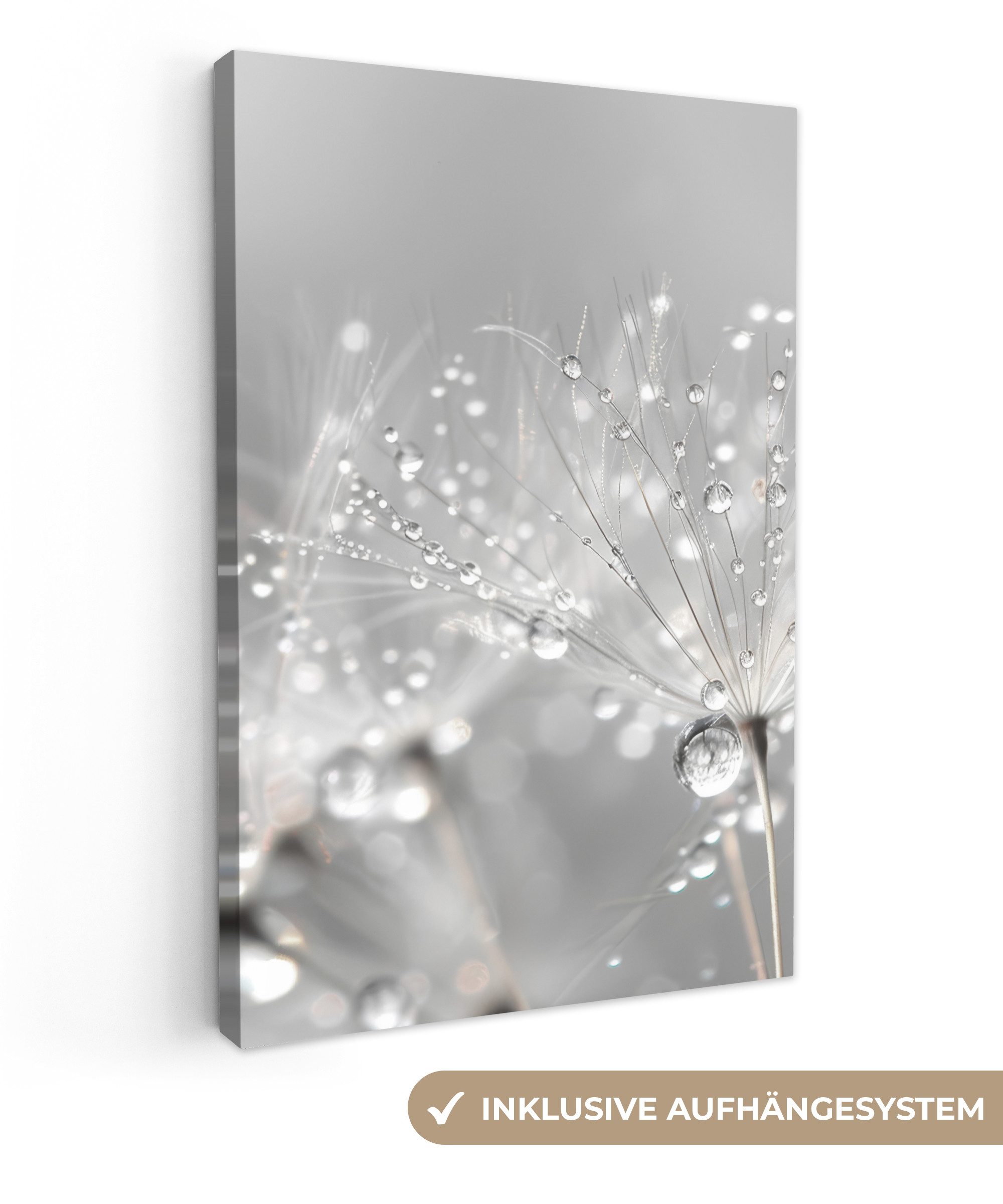 OneMillionCanvasses® Leinwandbild Löwenzahn - Wassertropfen - Stilleben - M günstig online kaufen