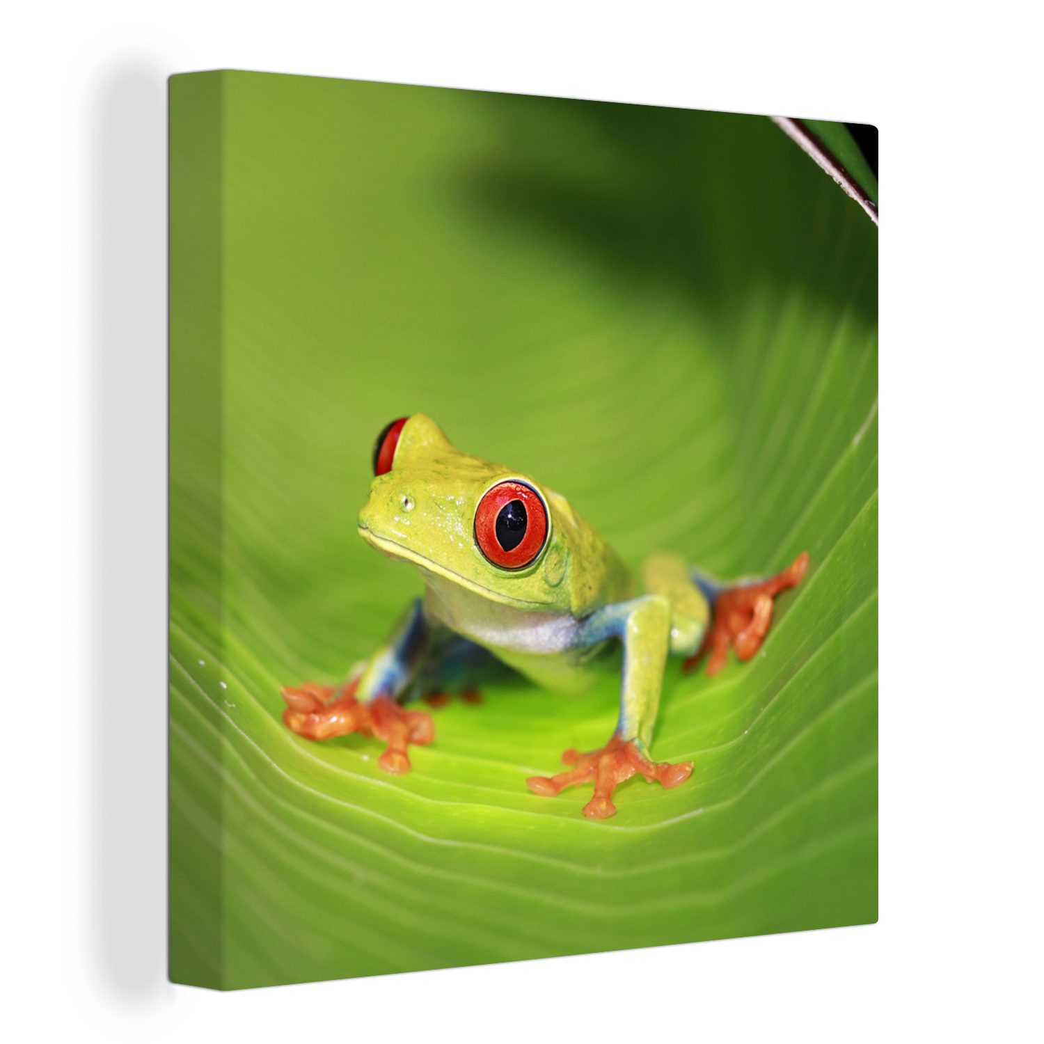 OneMillionCanvasses® Leinwandbild Rotaugen-Ara-Frosch auf einem Blatt in Costa Rica, (1 St), Leinwand Bilder für Wohnzimmer Schlafzimmer