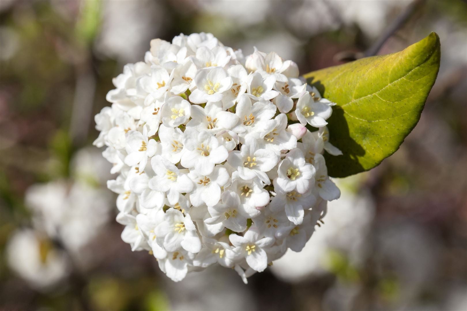 Pflanzen für Dich Gehölze Viburnum carlesii Aurora, 1 St., Duft-Schneeball, Koreanischer Duftschneeball