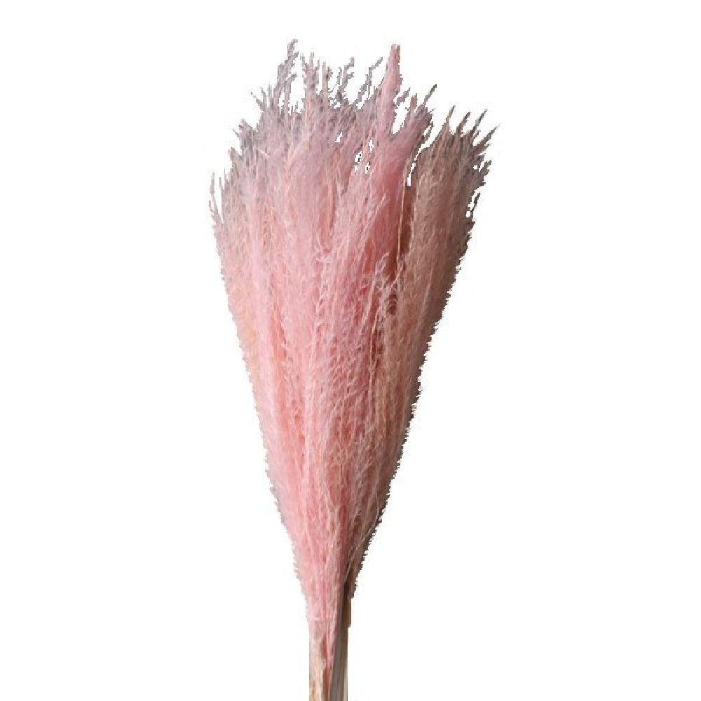 Künstliche Zimmerpflanze getrocknetes Feather Pampas Gras Faded Pink (ca.10 Stiele), Cooee Design