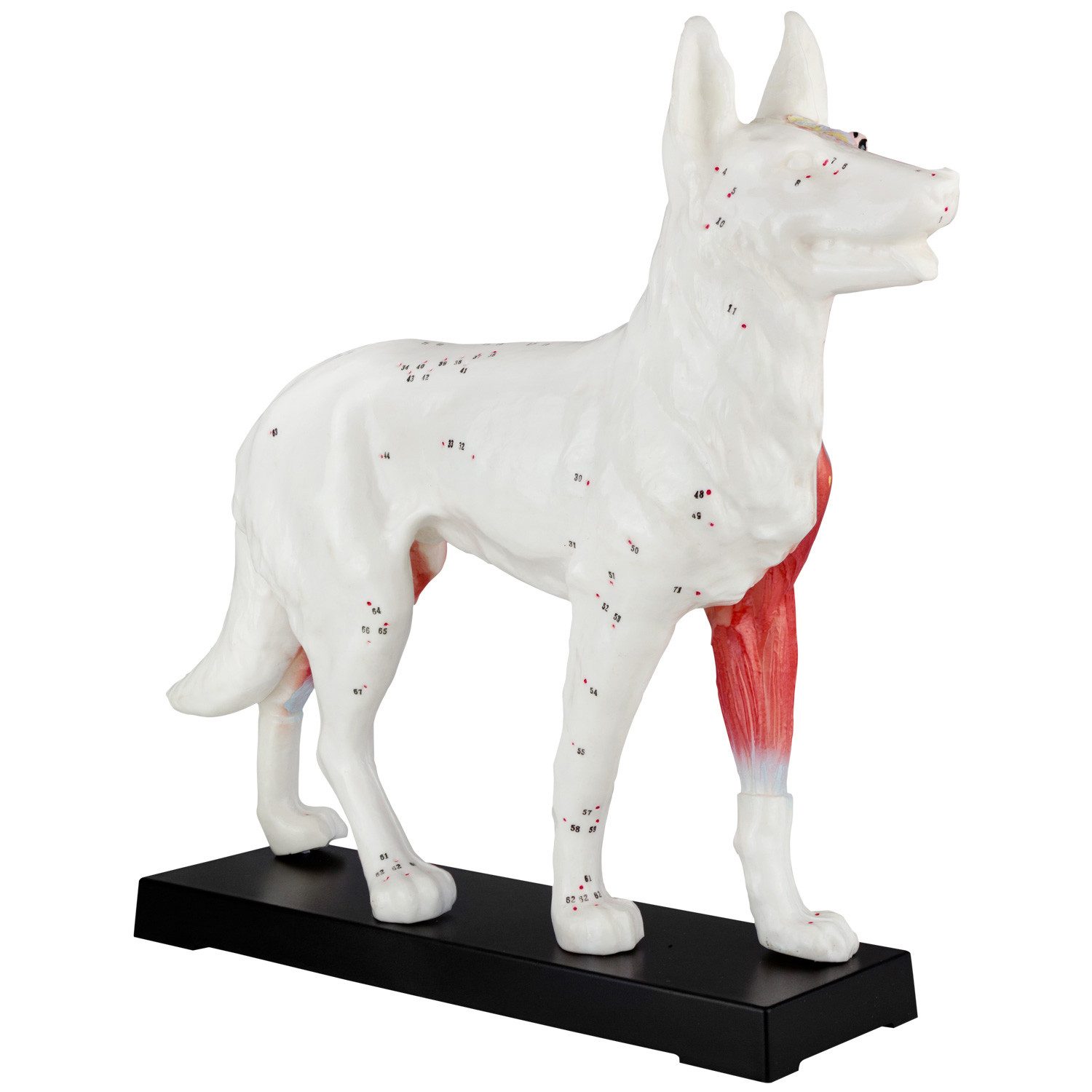 MedMod Dekoobjekt Akupunktur Anatomie Figur TCM Modell Hund Muskelmodell