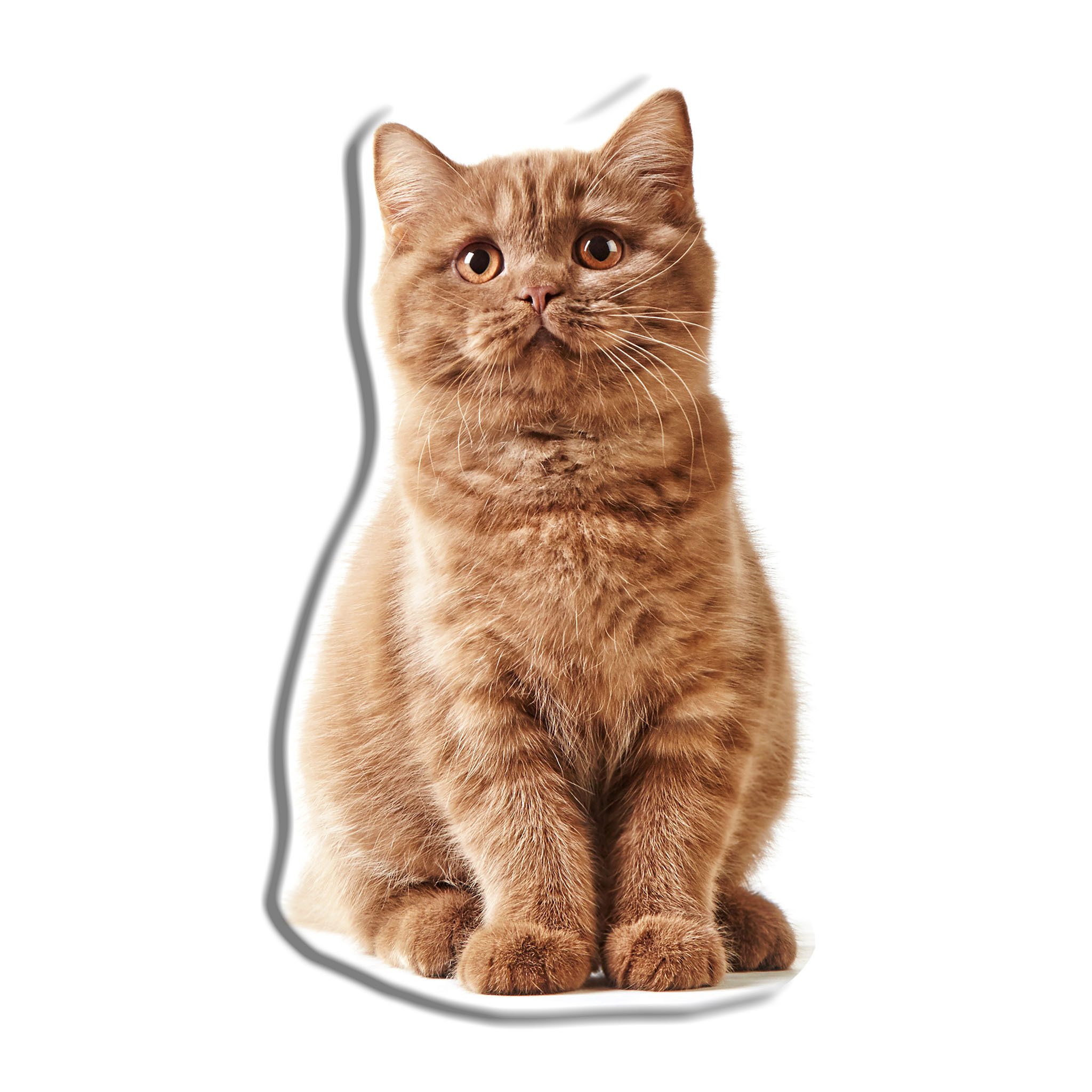 Carbotex Dekokissen Katze Dekokissen 45 cm
