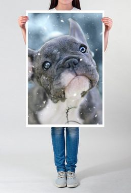 Sinus Art Poster Tierfotografie  Französische Bulldogge süßer Welpe 60x90cm Poster