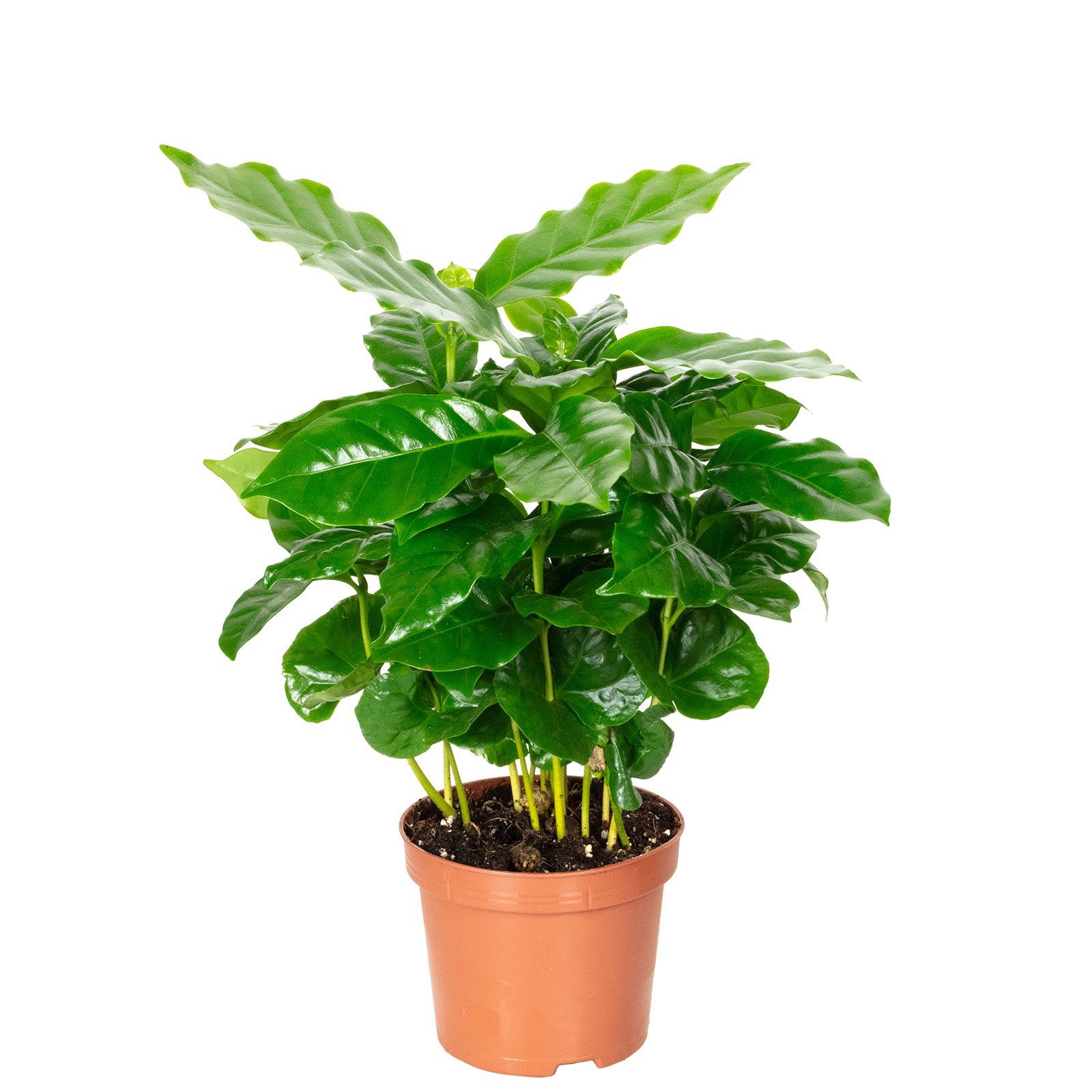Flowerbox Zimmerpflanze Kaffeepflanze - Coffea Arabica, pflegeleicht - Höhe ca. 15-20 cm, Topf-Ø 9 cm